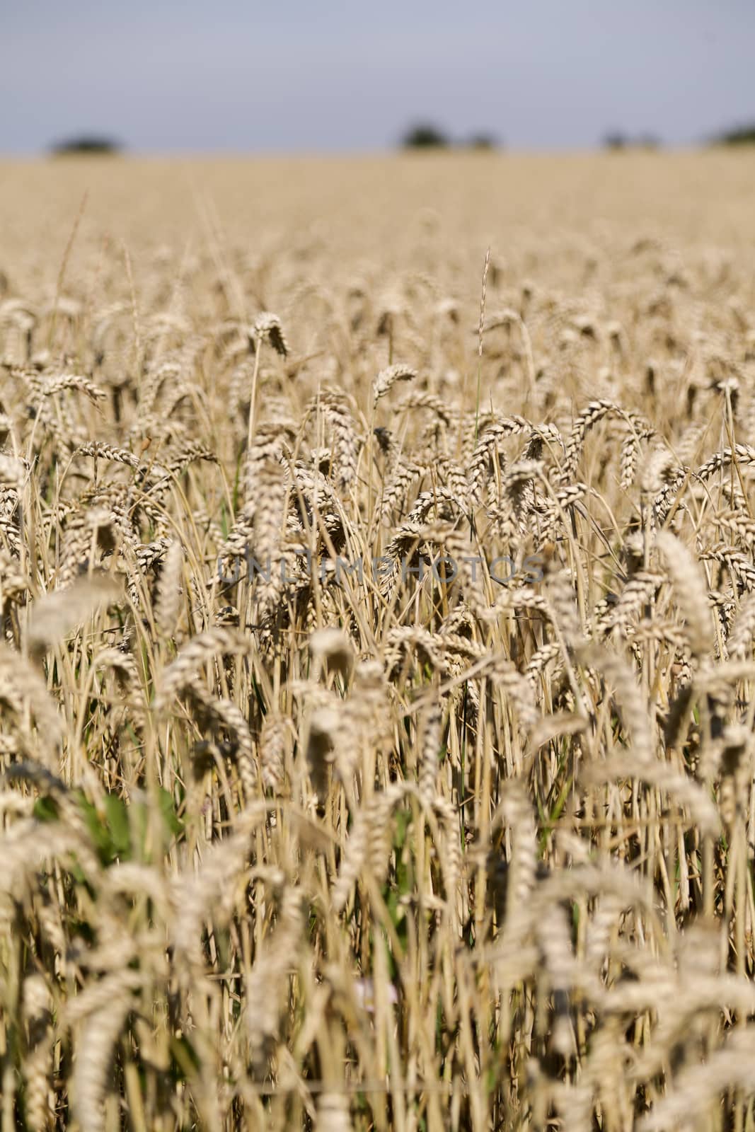 Golden wheat field by Kartouchken