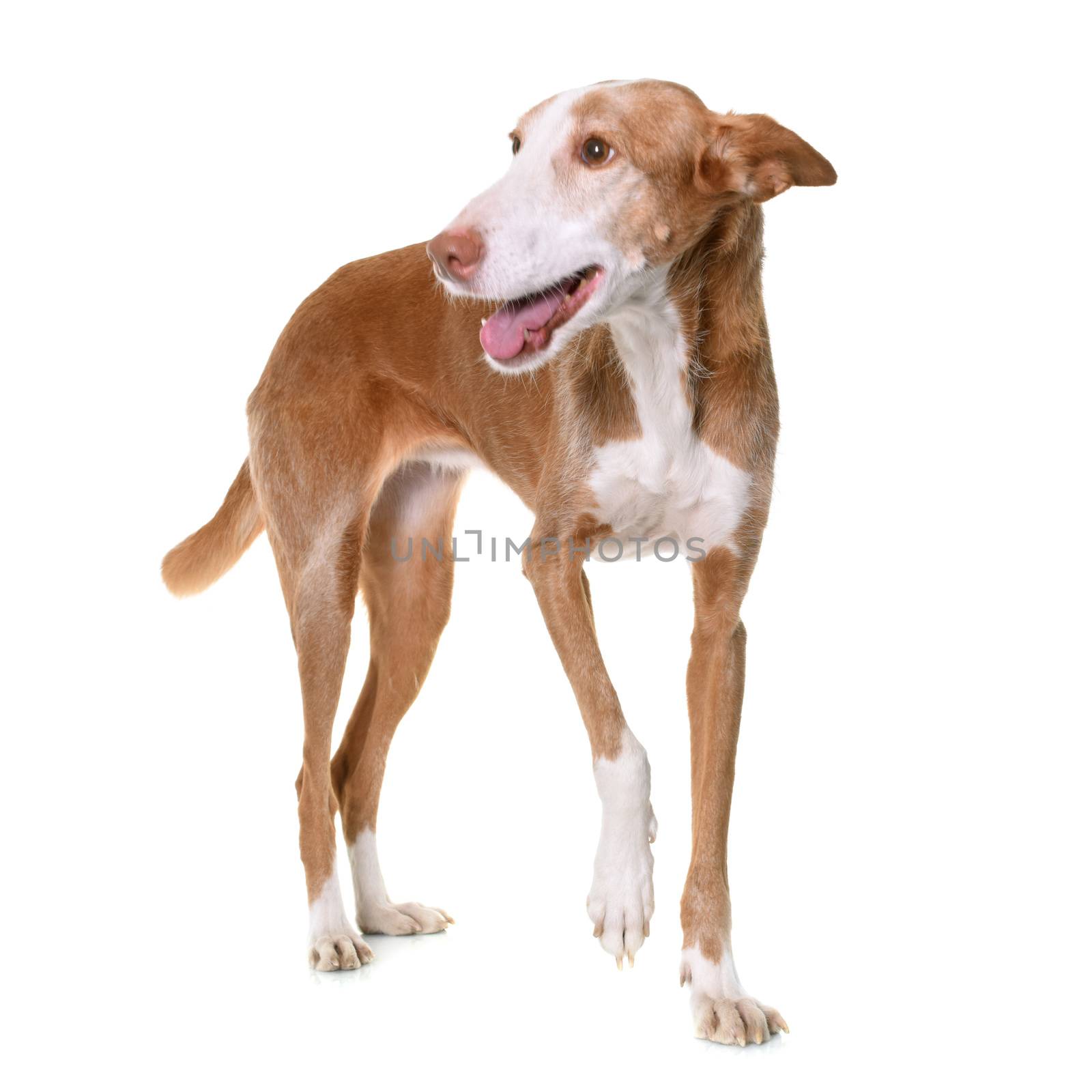 podenco ibicenco in front of white background