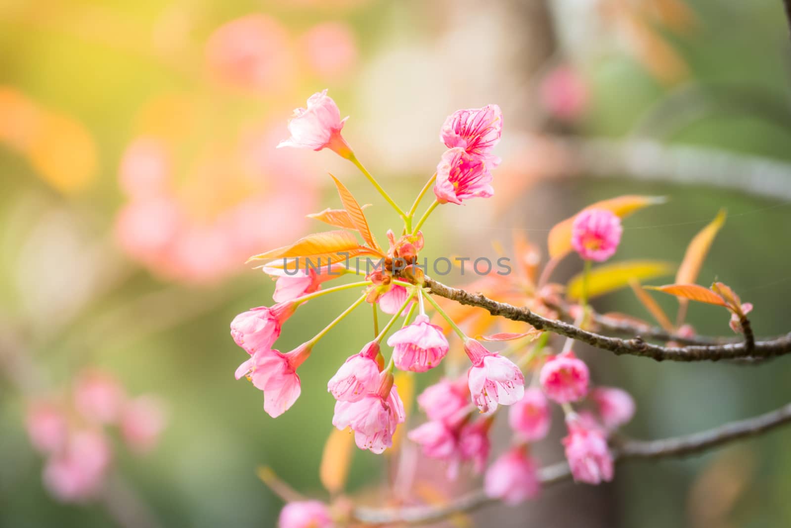 Sakura flowers blooming blossom in Chiang Mai, Thailand, nature background