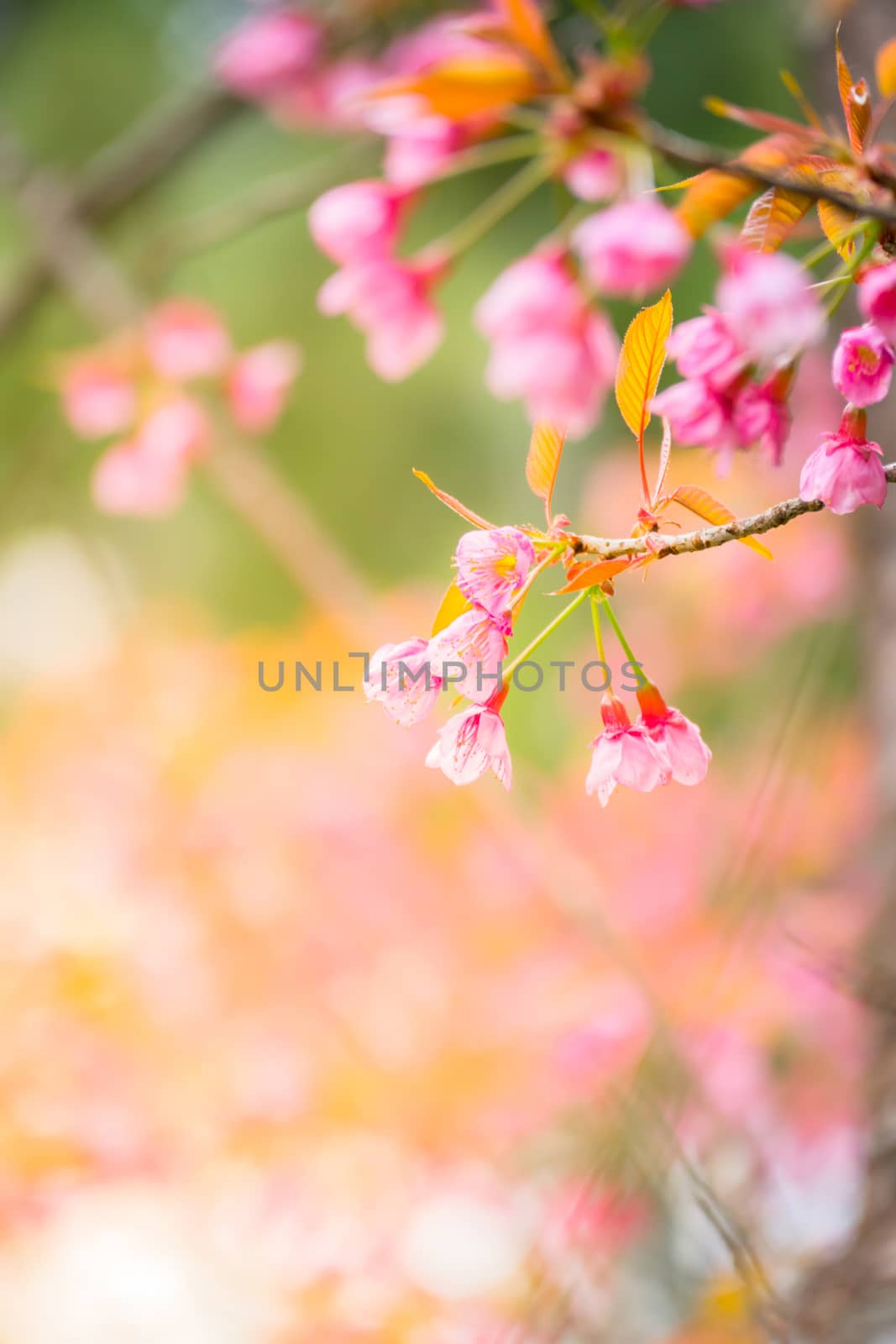 Sakura flowers blooming blossom in Chiang Mai, Thailand by teerawit