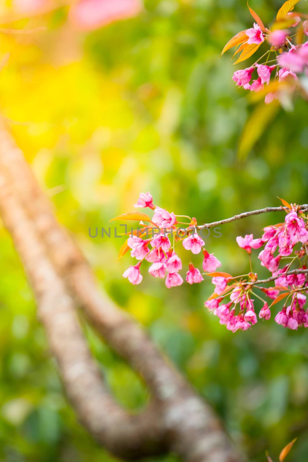 Sakura flowers blooming blossom in Chiang Mai, Thailand, nature background