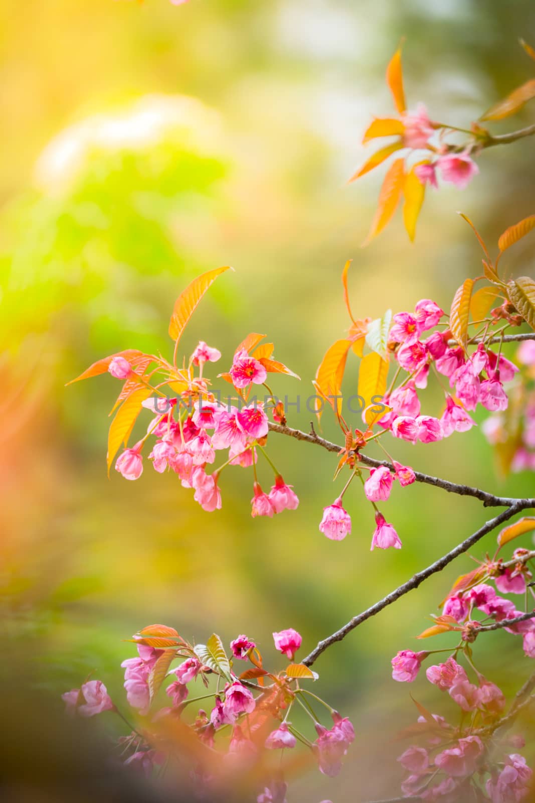 Sakura flowers blooming blossom in Chiang Mai, Thailand, nature background