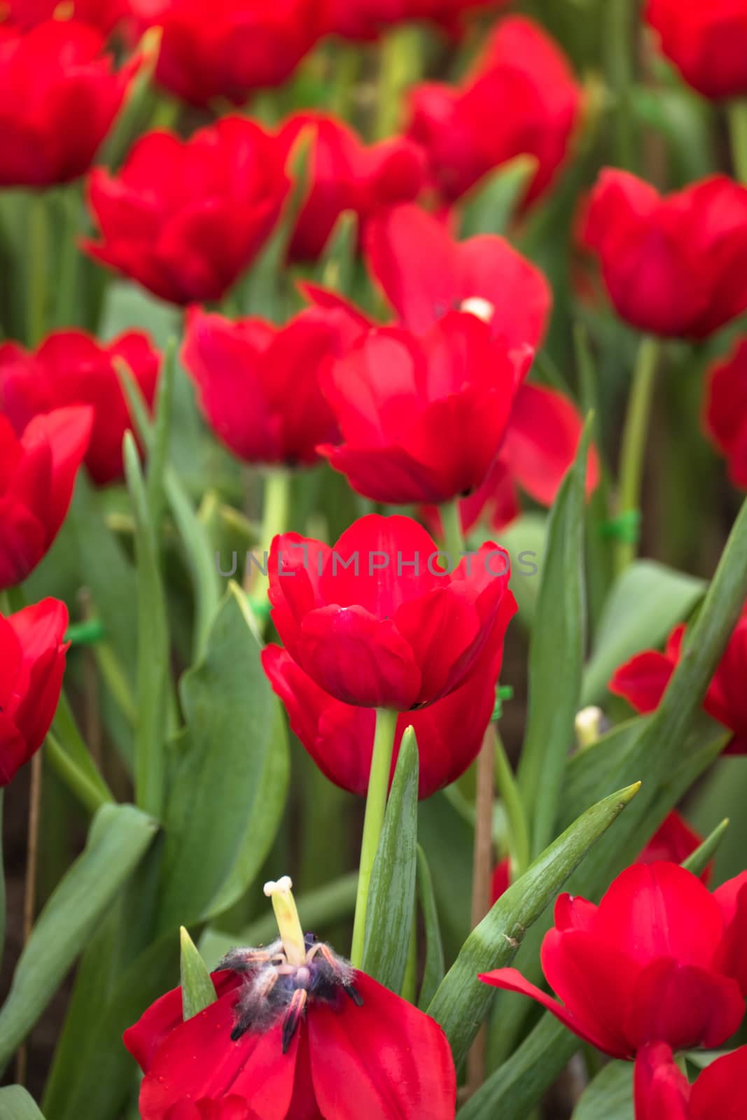 Tulip. Beautiful bouquet of tulips. colorful tulips. by teerawit