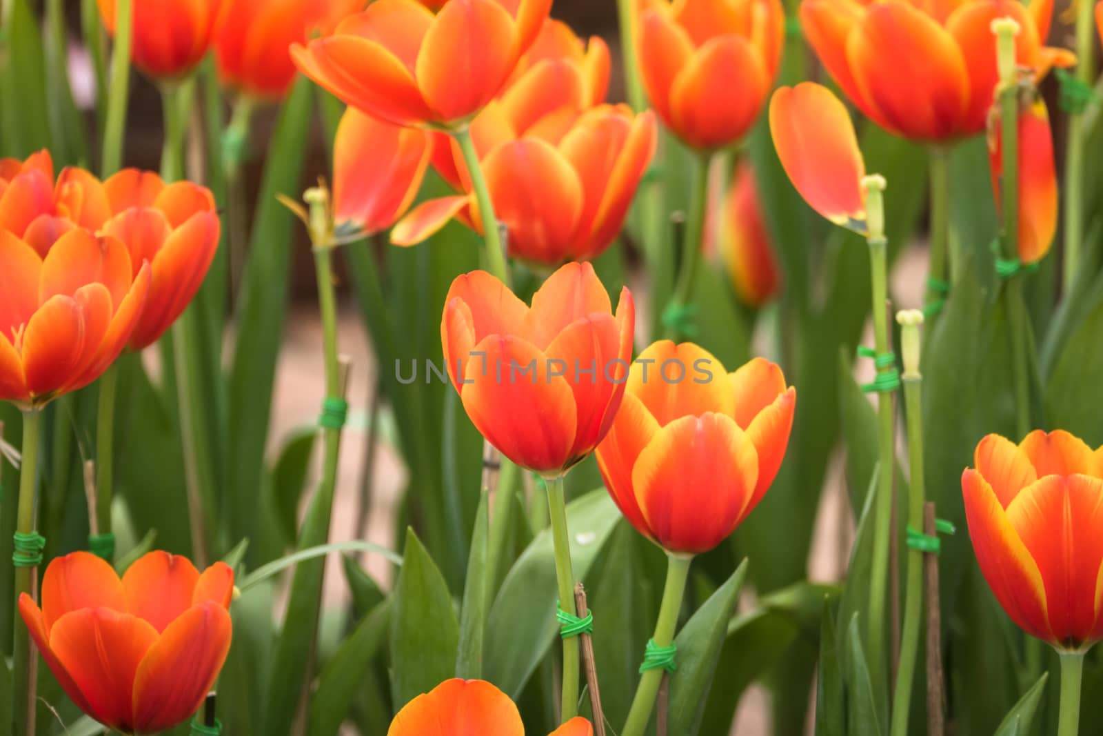 Tulip. Beautiful bouquet of tulips. colorful tulips. by teerawit