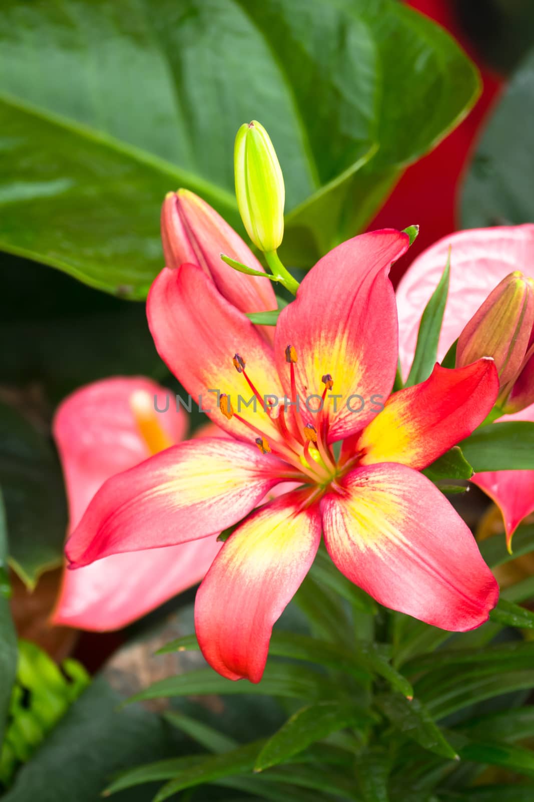 The background image of the colorful flowers, background nature