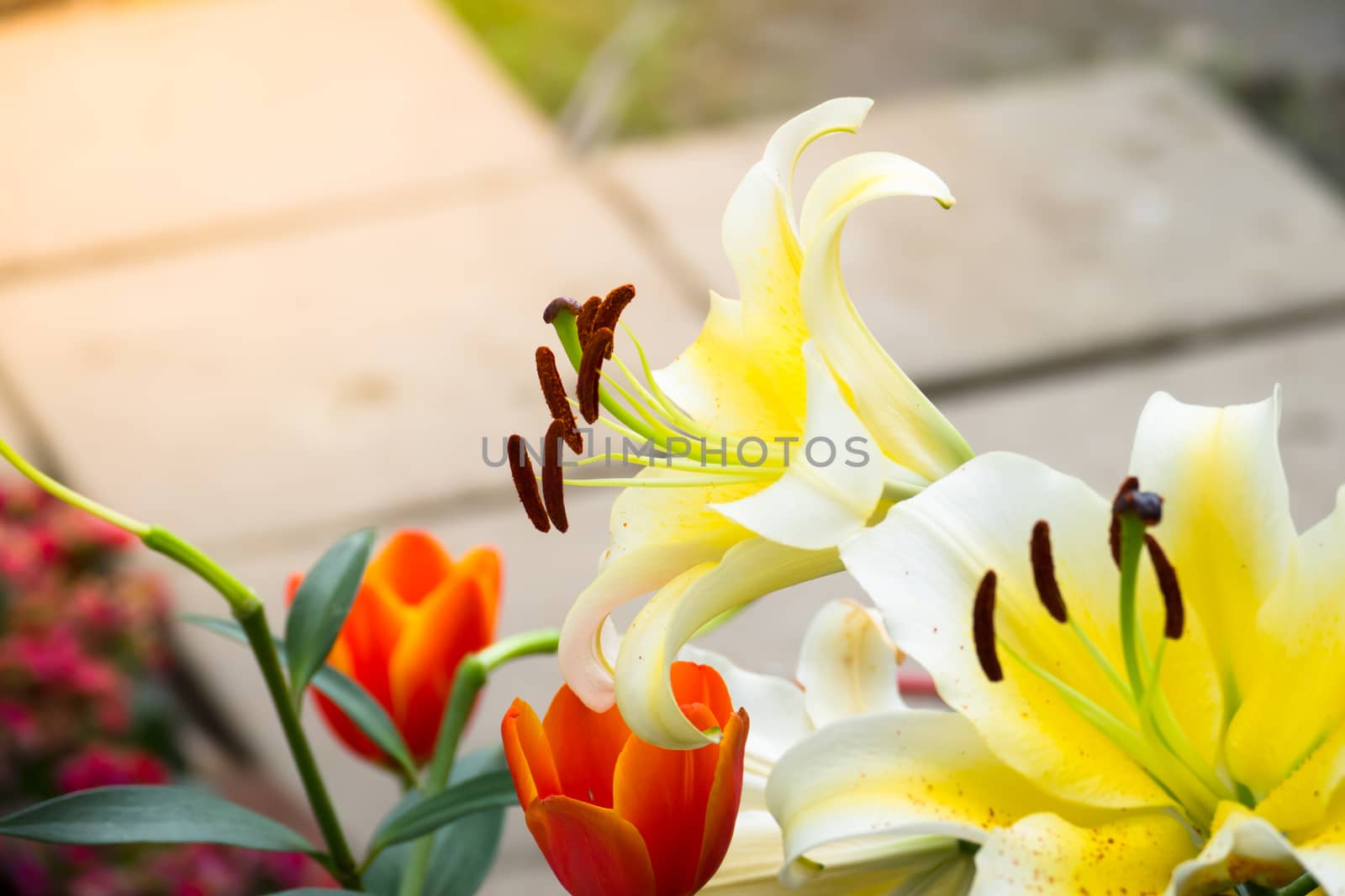 The background image of the colorful flowers, background nature