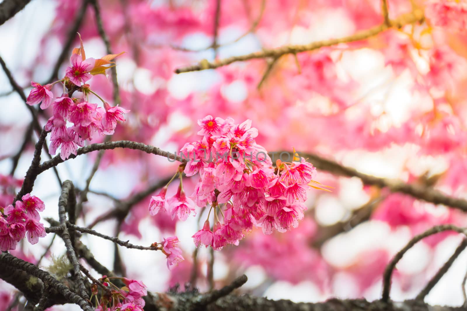 Sakura flowers blooming blossom in Chiang Mai, Thailand, nature background