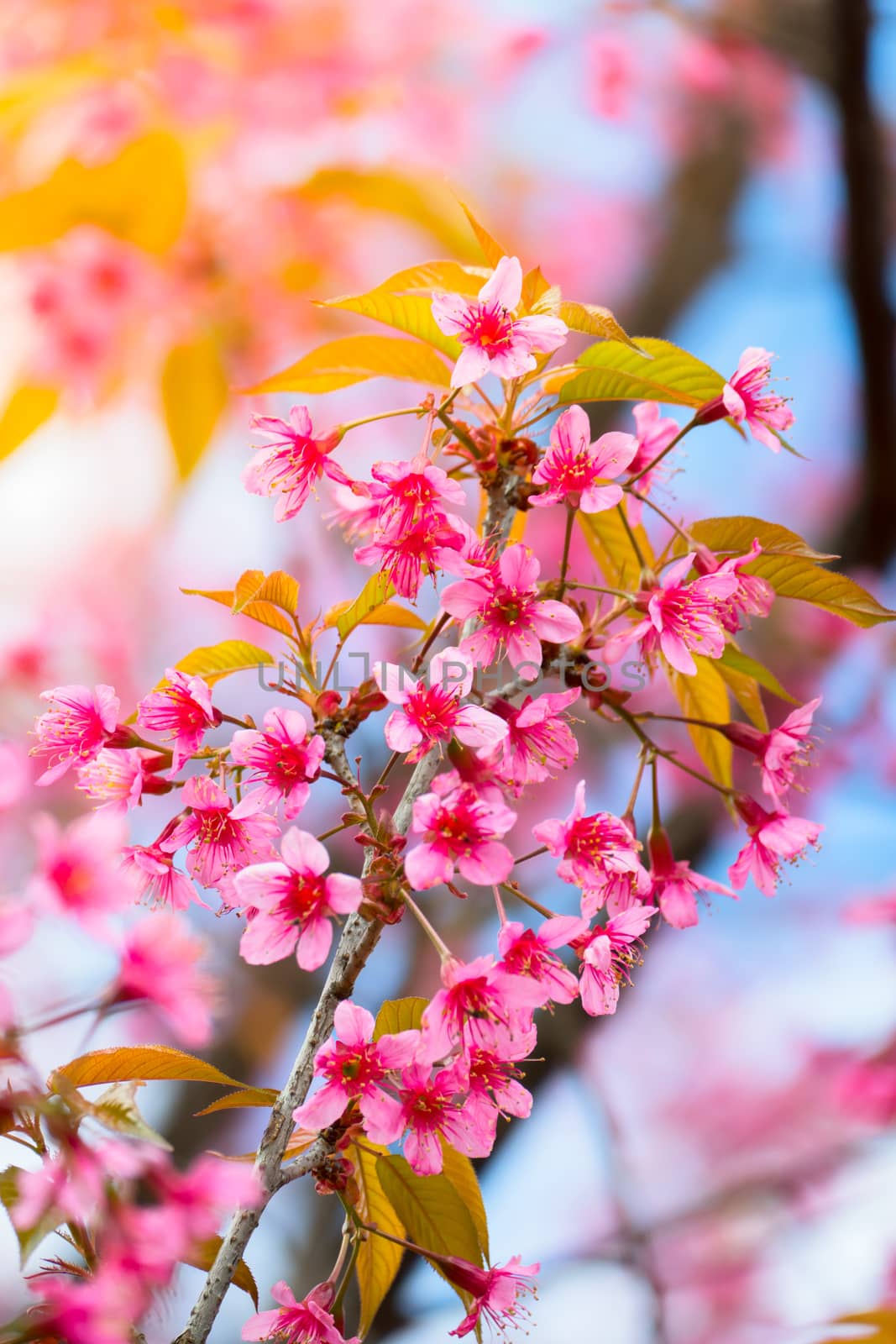 Sakura flowers blooming blossom in Chiang Mai, Thailand, nature background