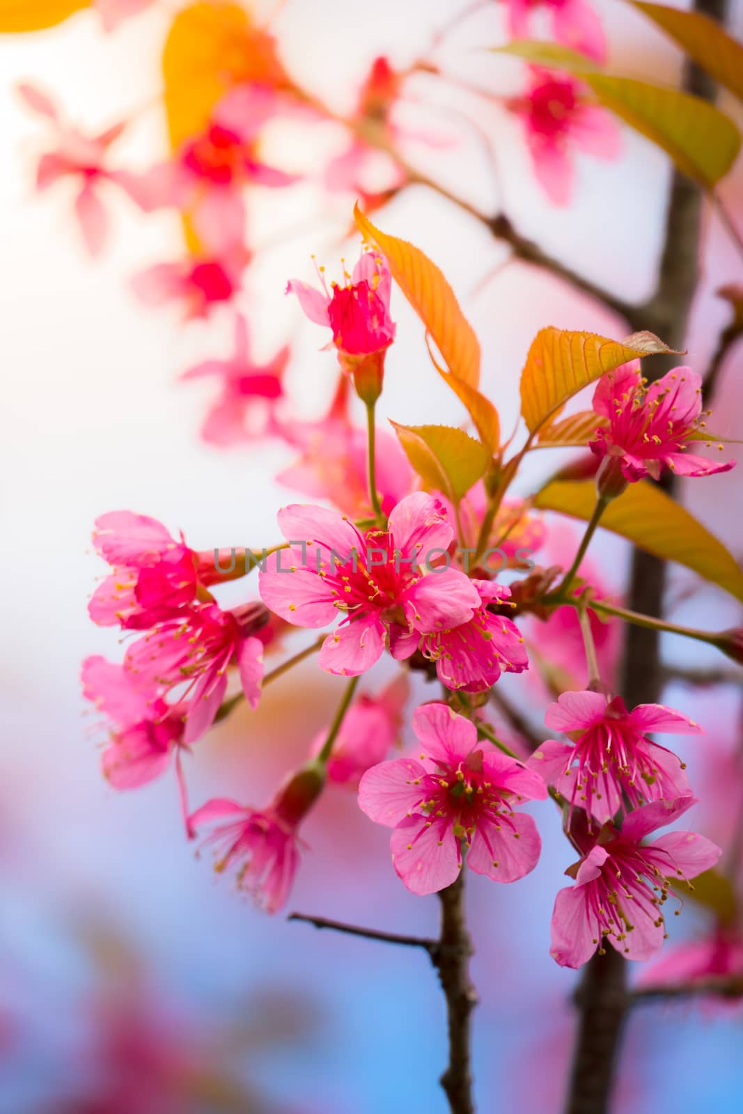 Sakura flowers blooming blossom in Chiang Mai, Thailand by teerawit