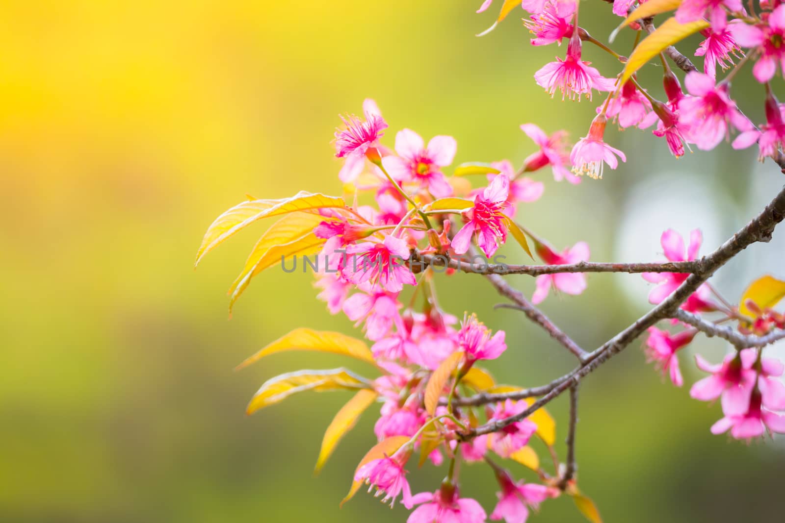 Sakura flowers blooming blossom in Chiang Mai, Thailand by teerawit