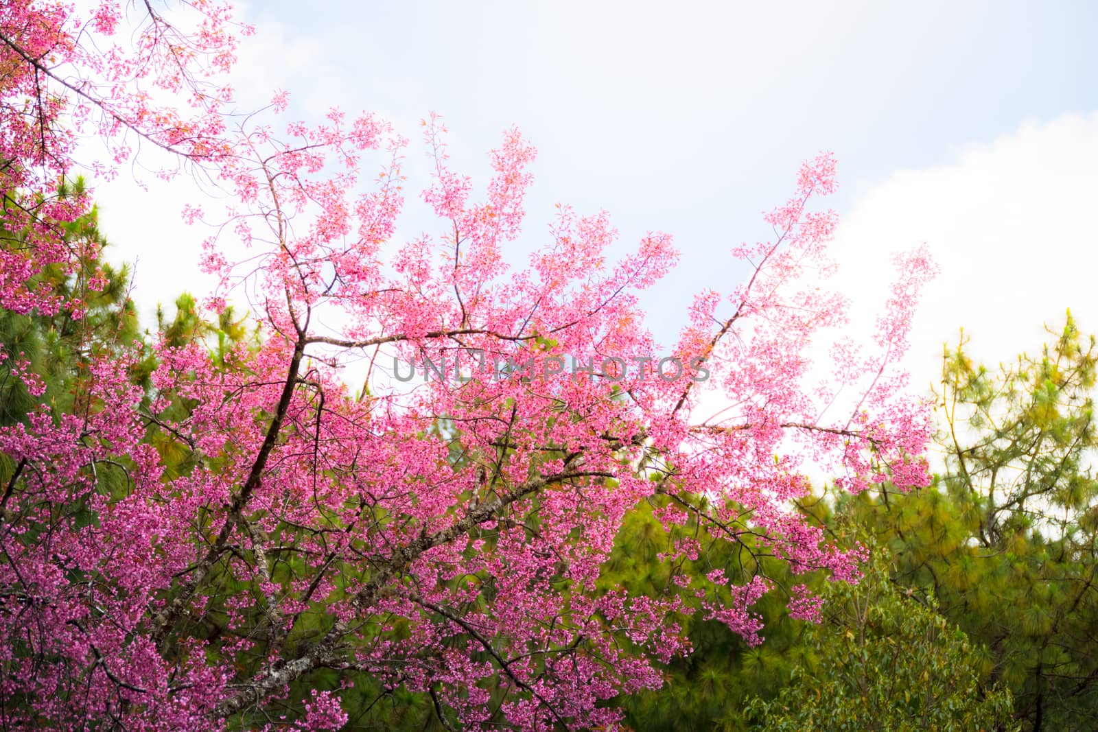 Sakura flowers blooming blossom in Chiang Mai, Thailand, nature background