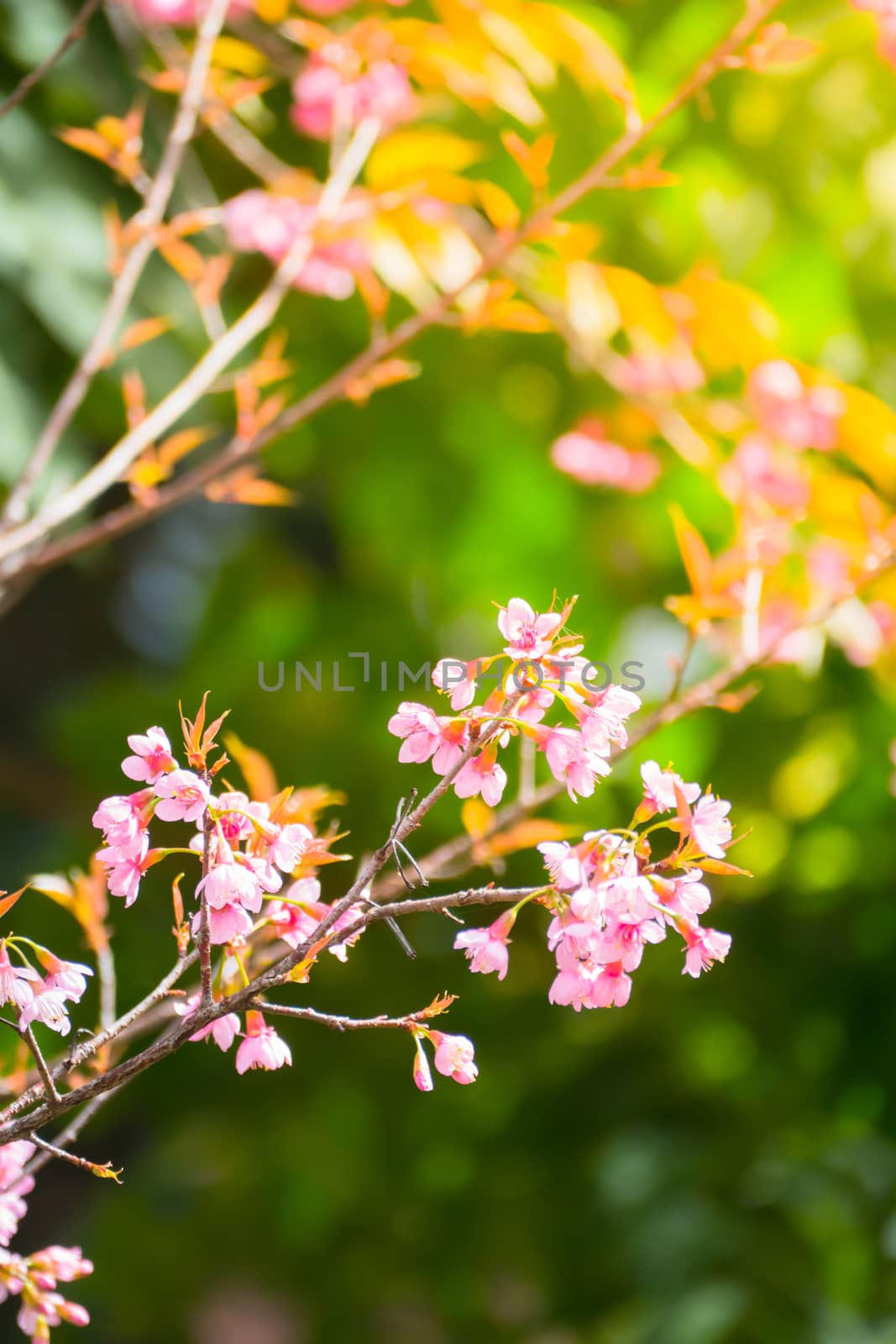 Sakura flowers blooming blossom in Chiang Mai, Thailand by teerawit