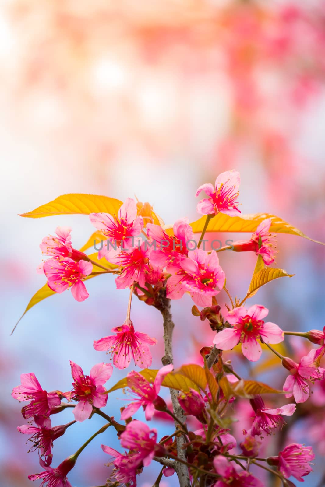 Sakura flowers blooming blossom in Chiang Mai, Thailand by teerawit