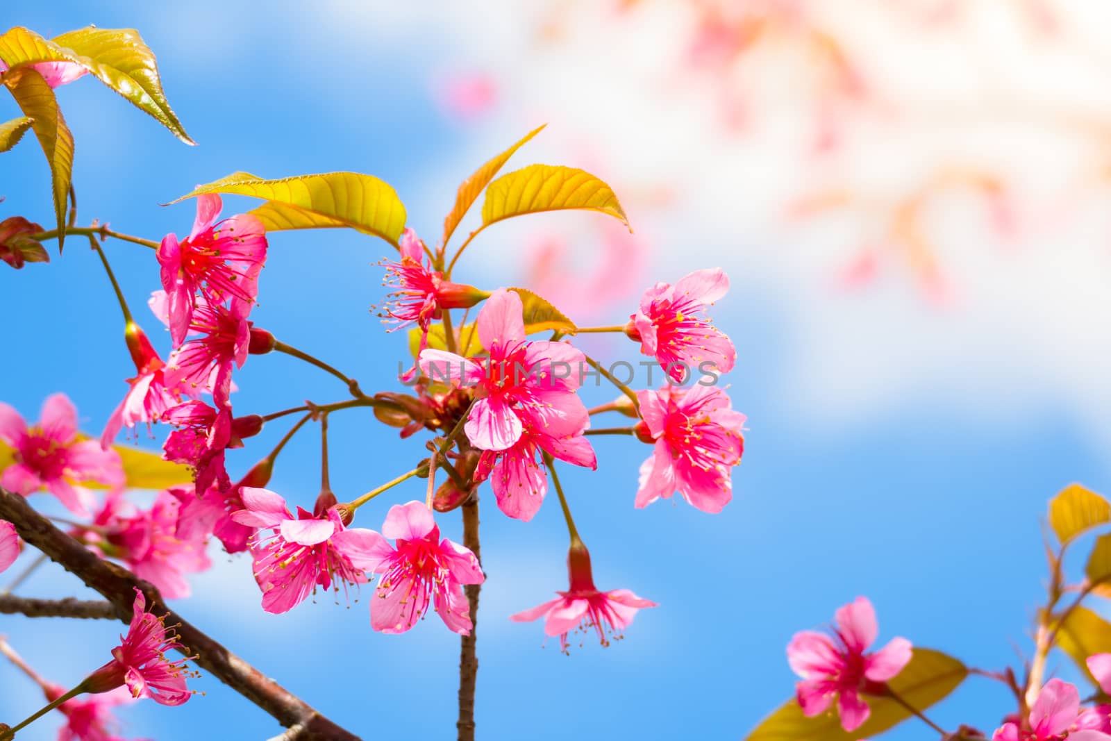 Sakura flowers blooming blossom in Chiang Mai, Thailand by teerawit