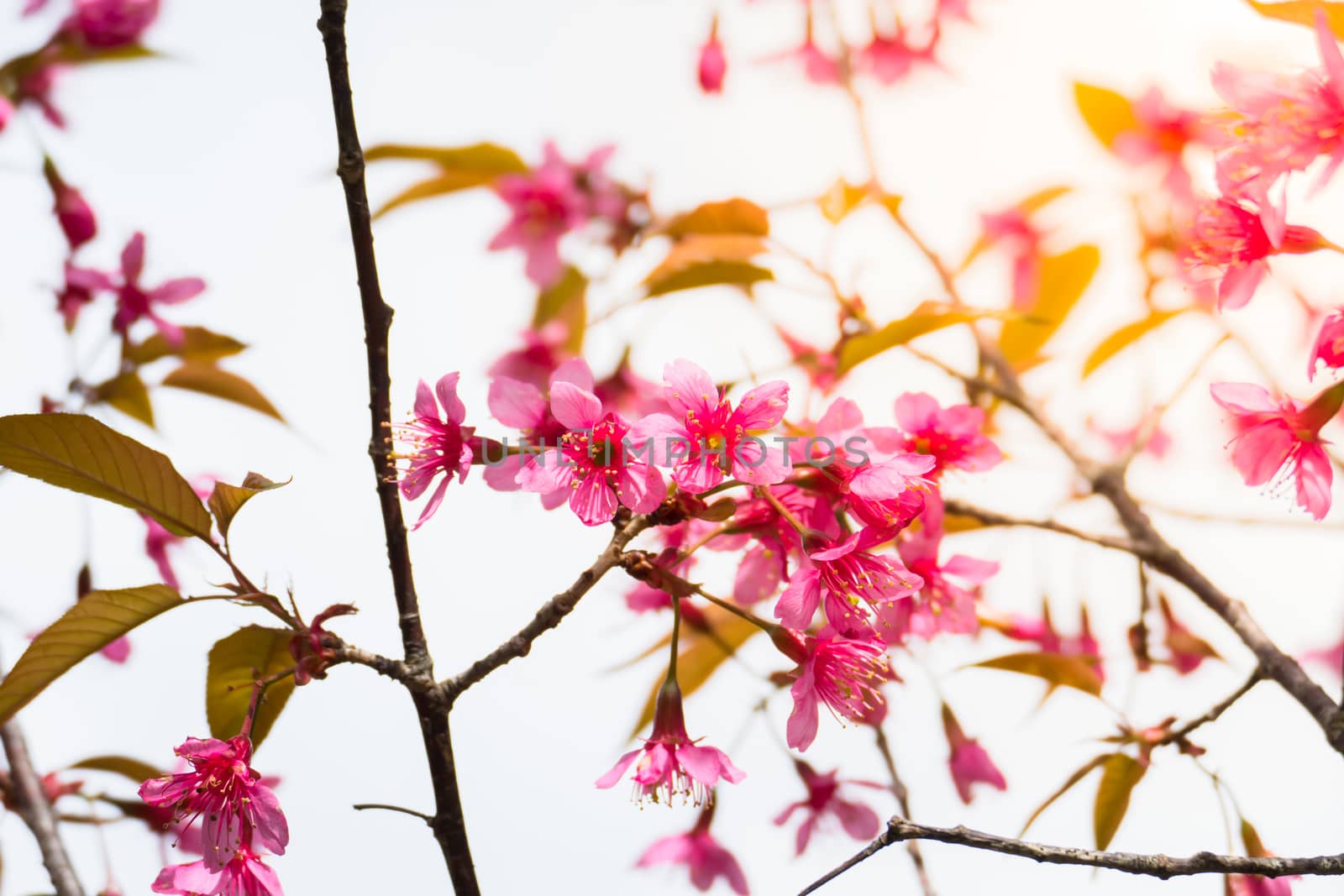 Sakura flowers blooming blossom in Chiang Mai, Thailand, nature background