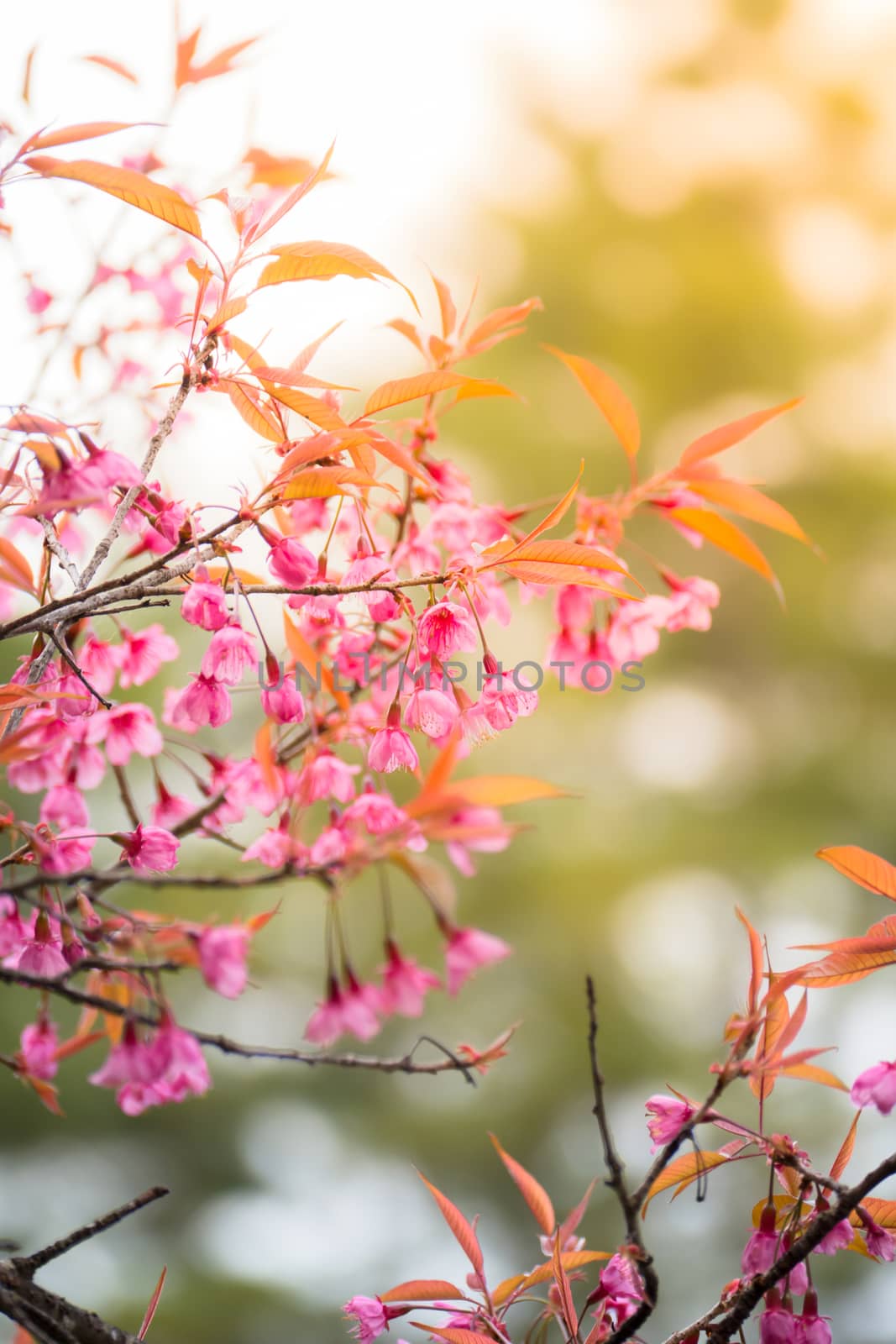 Sakura flowers blooming blossom in Chiang Mai, Thailand, nature background