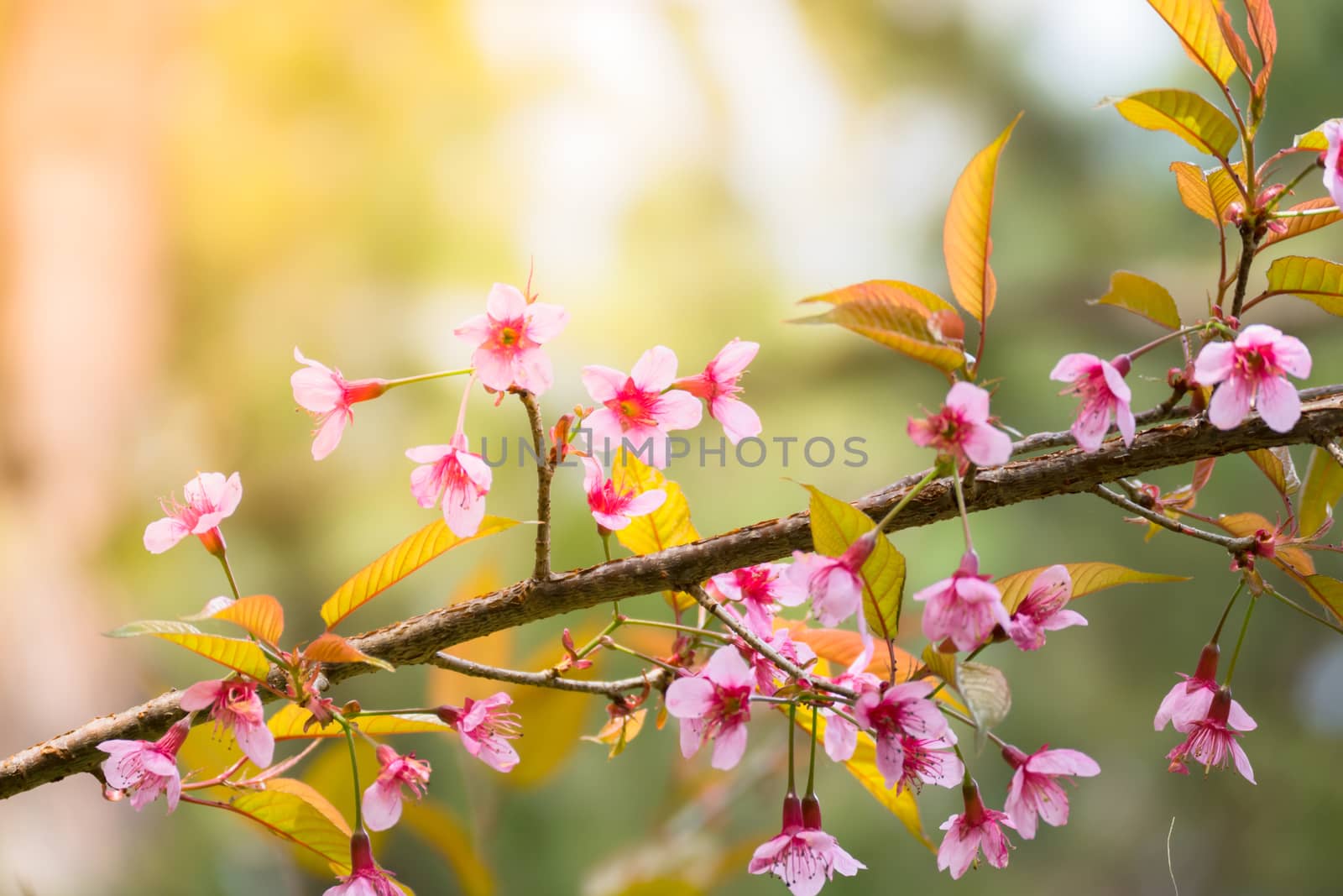 Sakura flowers blooming blossom in Chiang Mai, Thailand, nature background