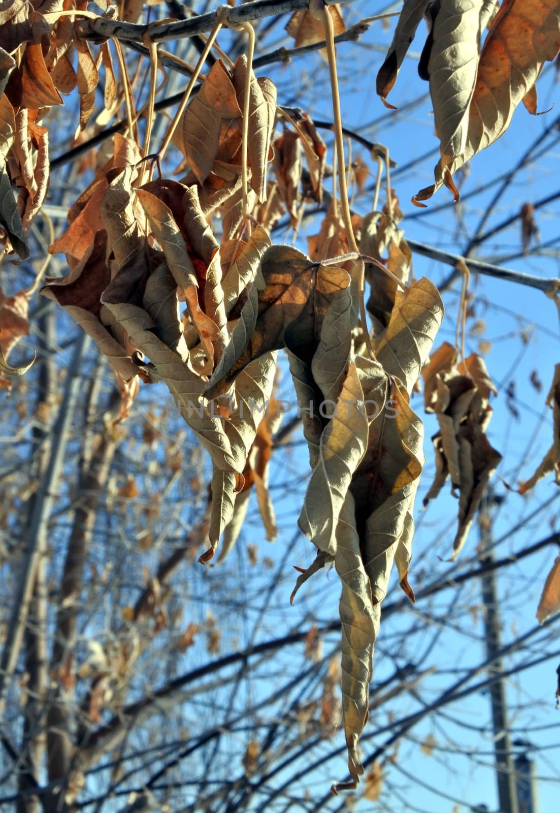 Dry leaves and seeds of a maple in the frost