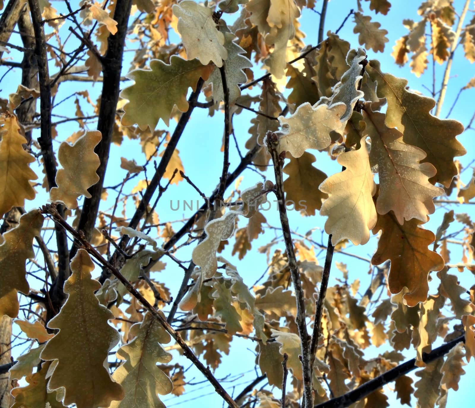 oak trees growing in nature in winter. The branches and the last orange leaves covered with snow after the last snowfall. Winter season. Small depth of field.