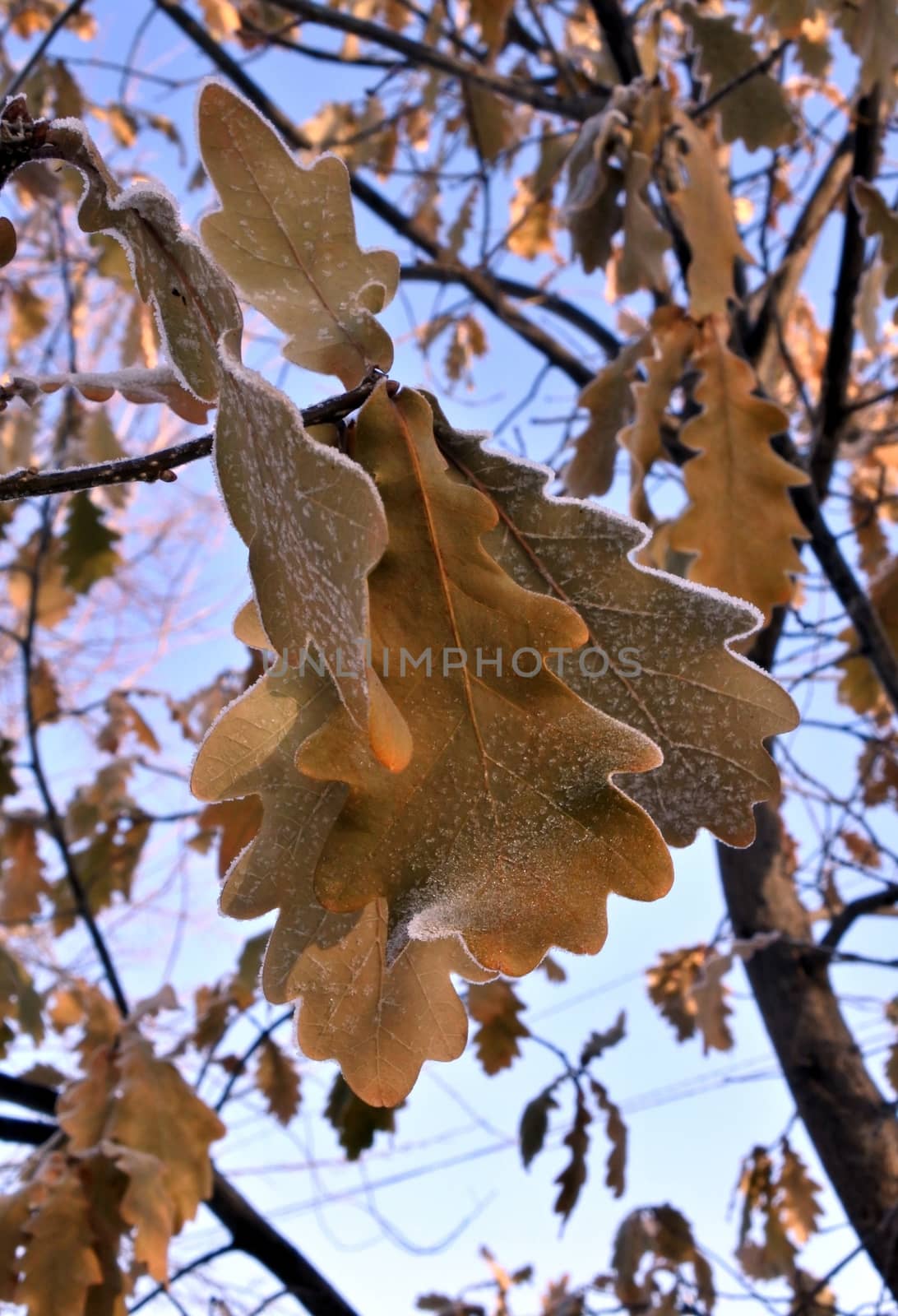 oak trees growing in nature in winter. The branches and the last orange leaves covered with snow after the last snowfall. Winter season. Small depth of field.