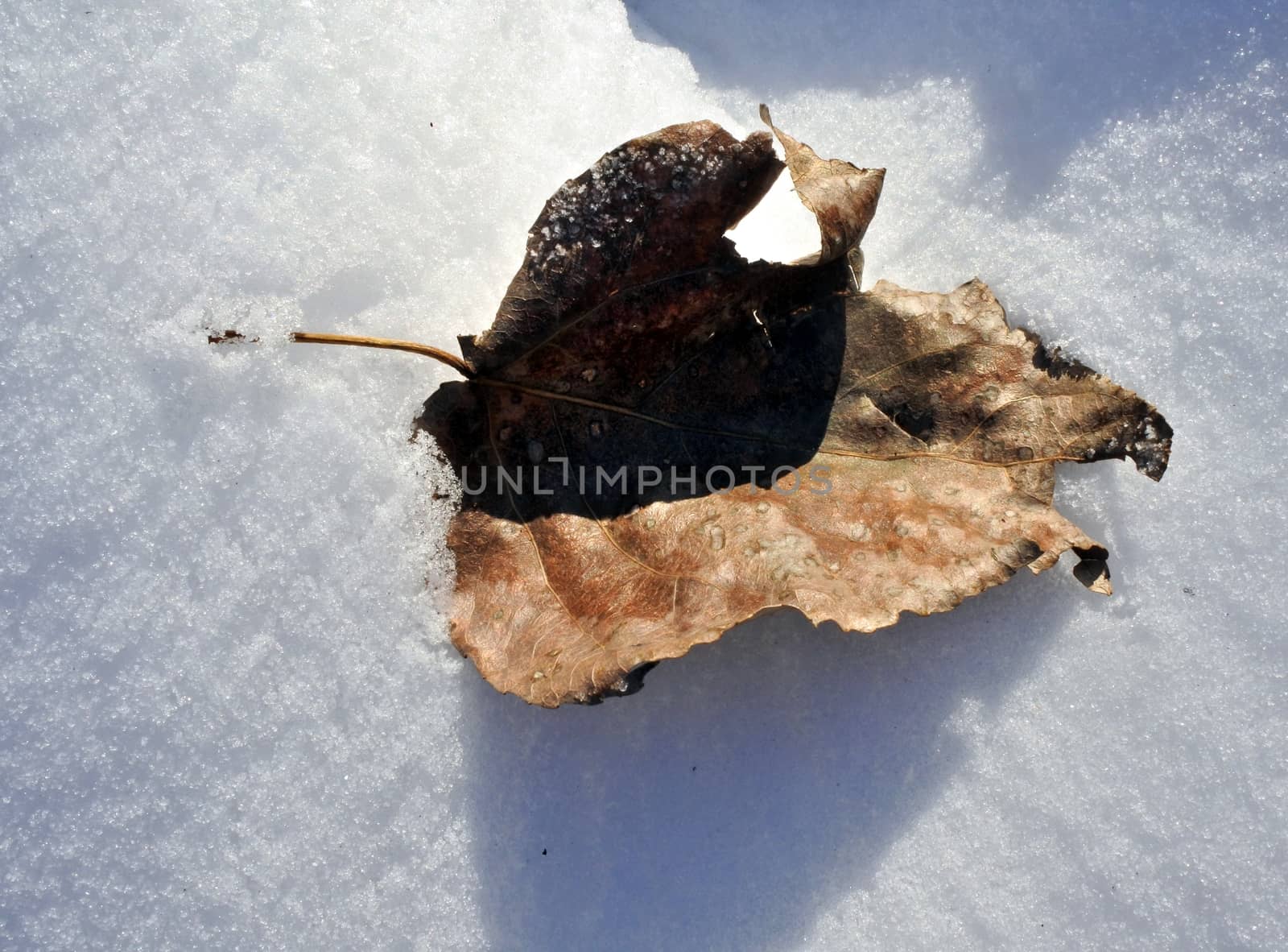 poplar leaf on snow covered with frost by valerypetr