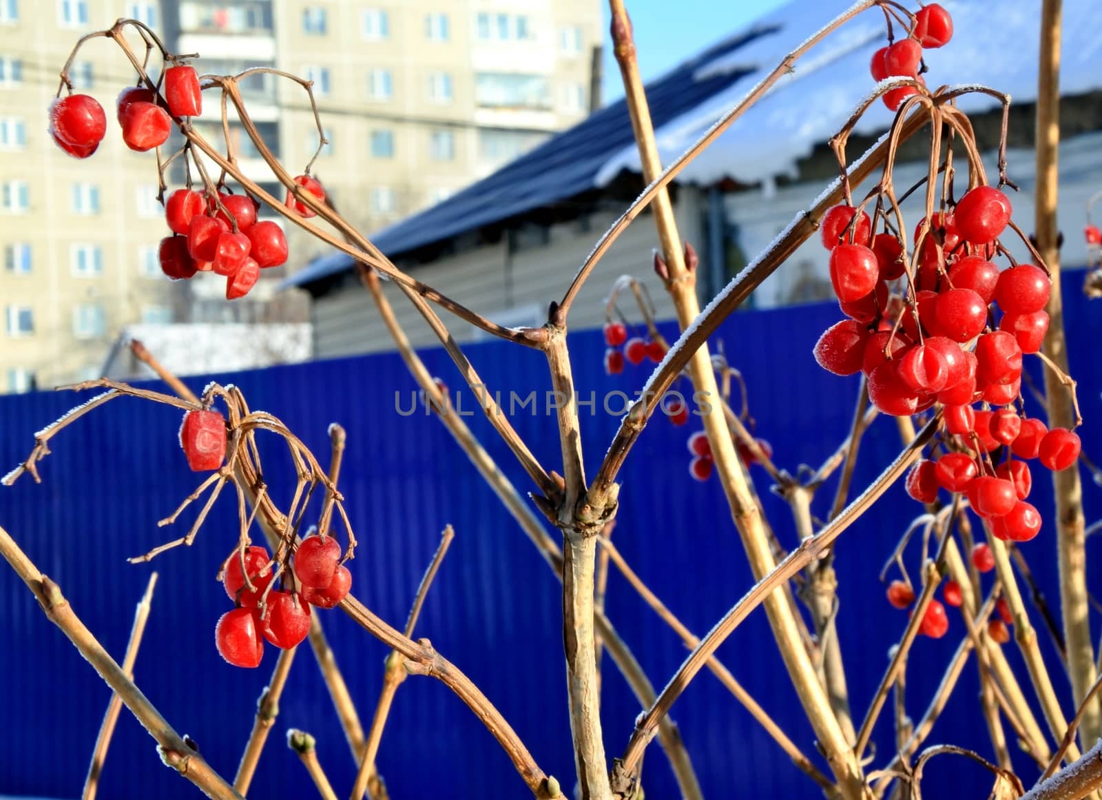 Viburnum in snow. Frozen red berries on a branch in the garden sheltered snow