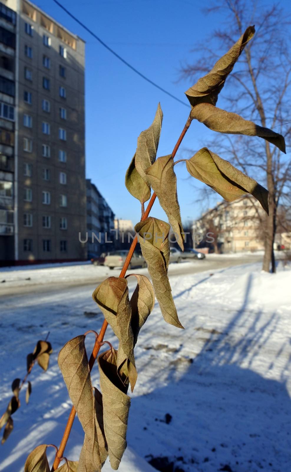 dried branch of lilac with leaves on blurred urban background by valerypetr