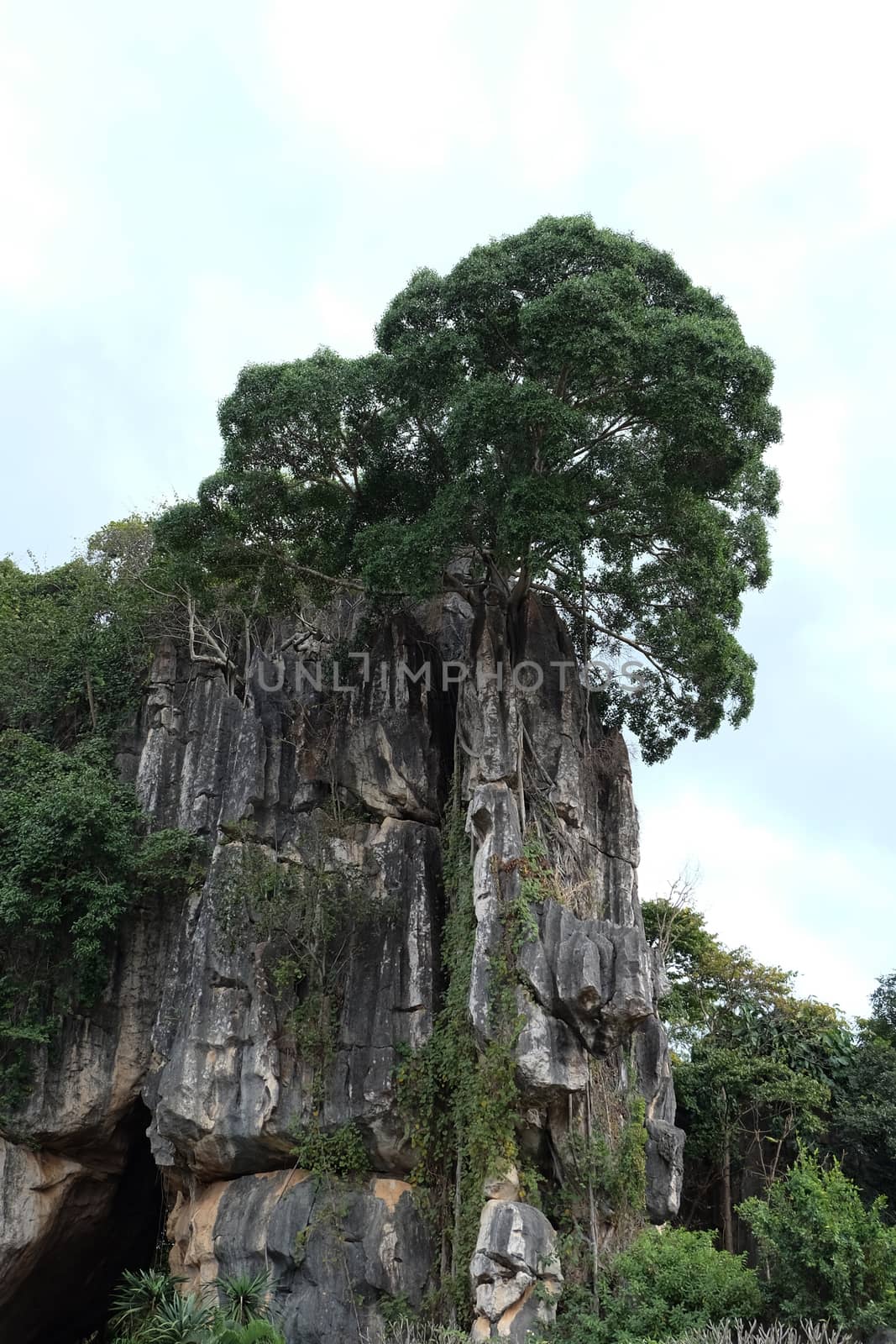 Suan Hin Pha Ngam or Thailand's Kunming A limestone garden in Loei Thailand