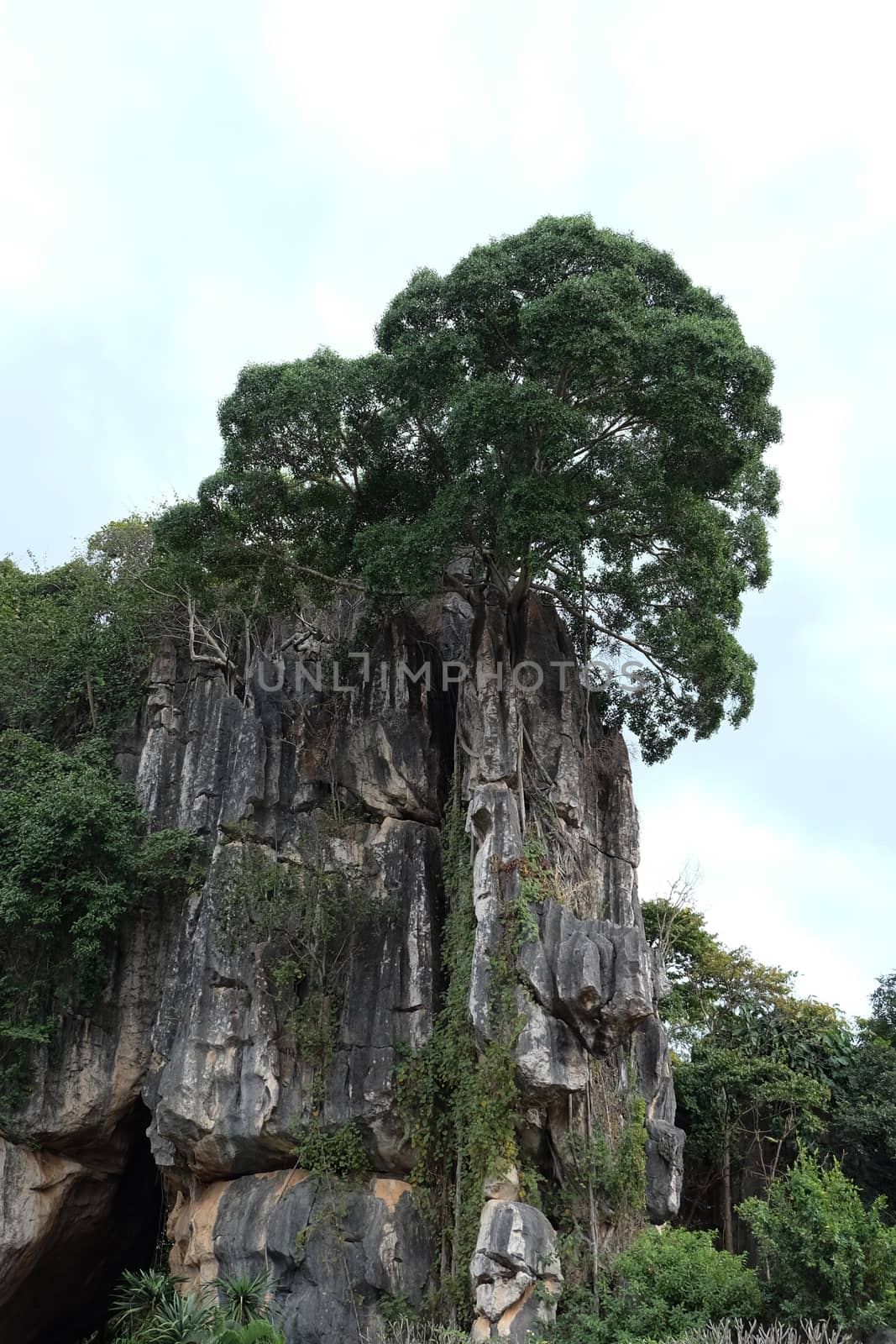 Suan Hin Pha Ngam or Thailand's Kunming A limestone garden in Lo by pumppump