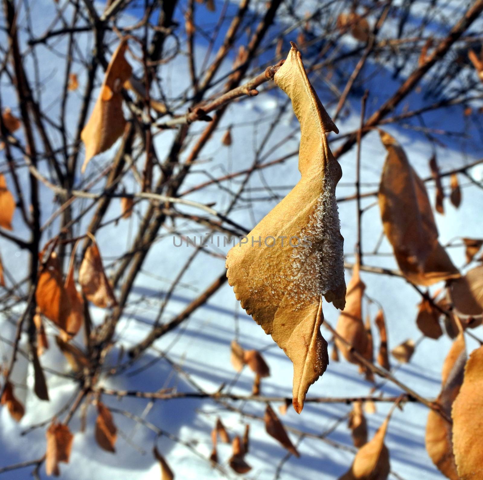 dead leaves in the snow against the rising sun. a gentle winter morning
