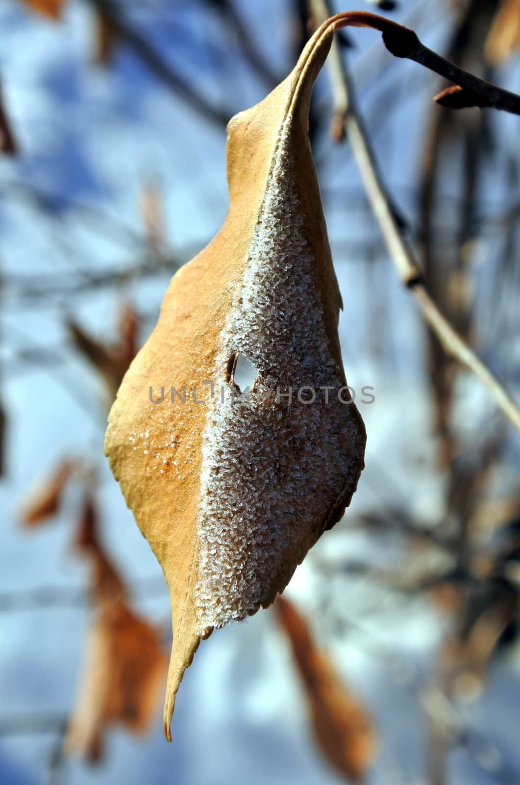 Ice crystal covered dry leaf with sunshine. Dead leaves in the snow against the rising sun. a gentle winter morning