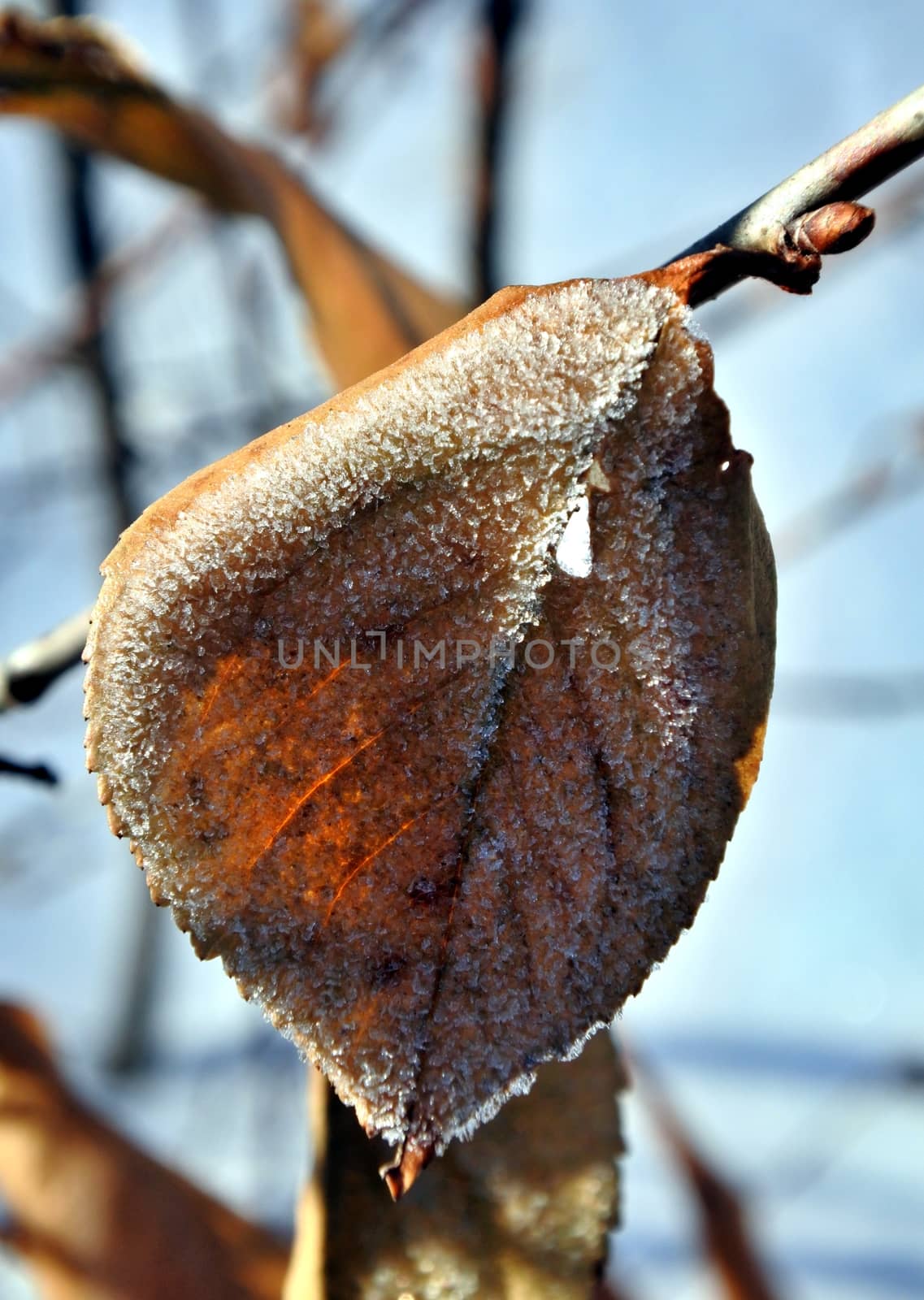 Ice crystal covered dry leaf with sunshine. Dead leaves in the snow against the rising sun. a gentle winter morning