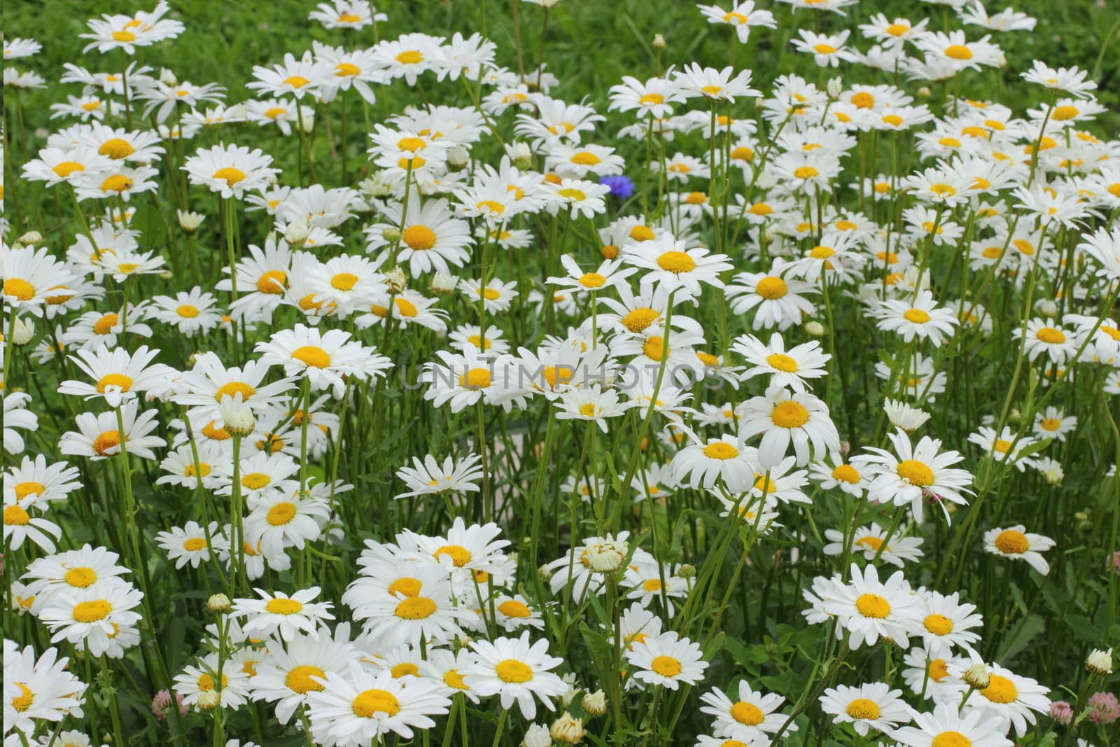 Many daisies in the garden by Metanna