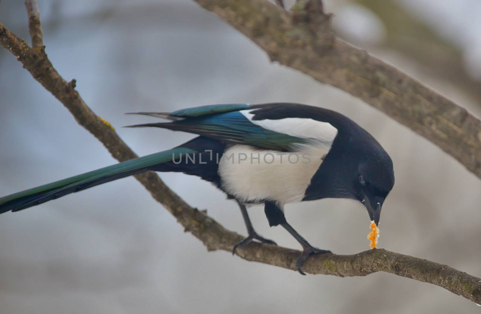 Common Magpie on tree brunch in winter time
