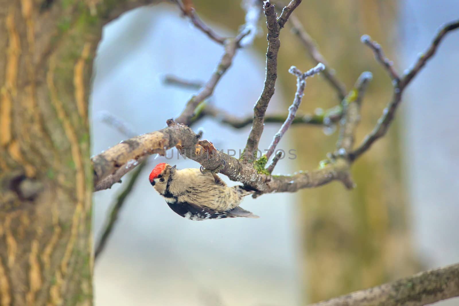 Great spotted woodpecker on tree