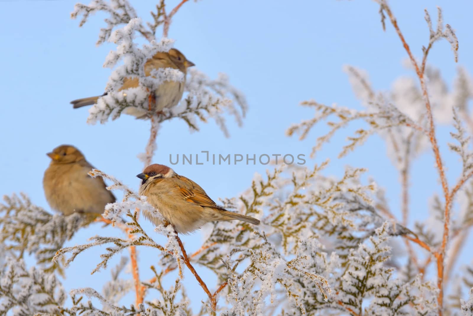 Little Sparrows on pine tree branch in winter