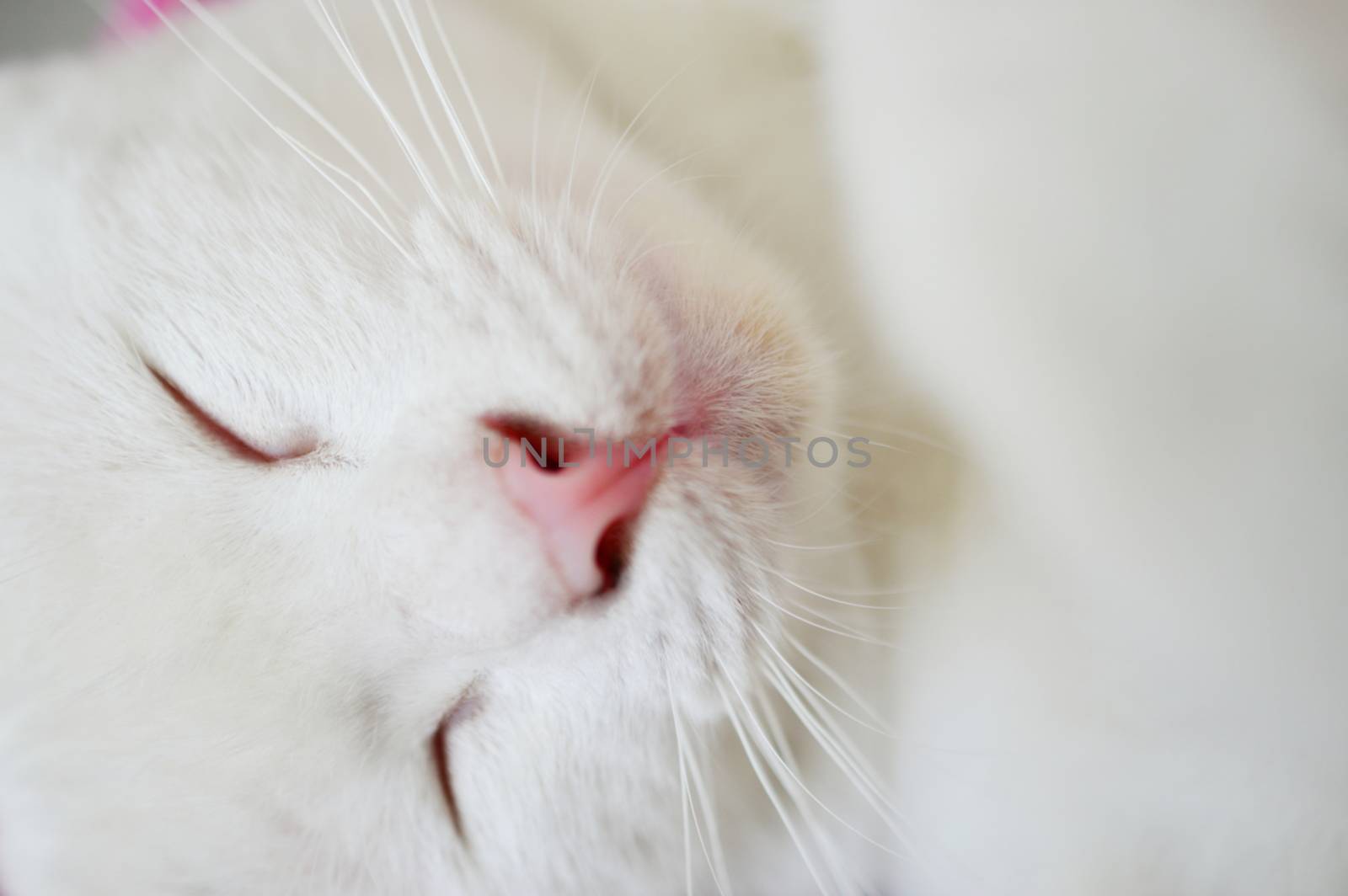 Close up sleeping lovely white cat