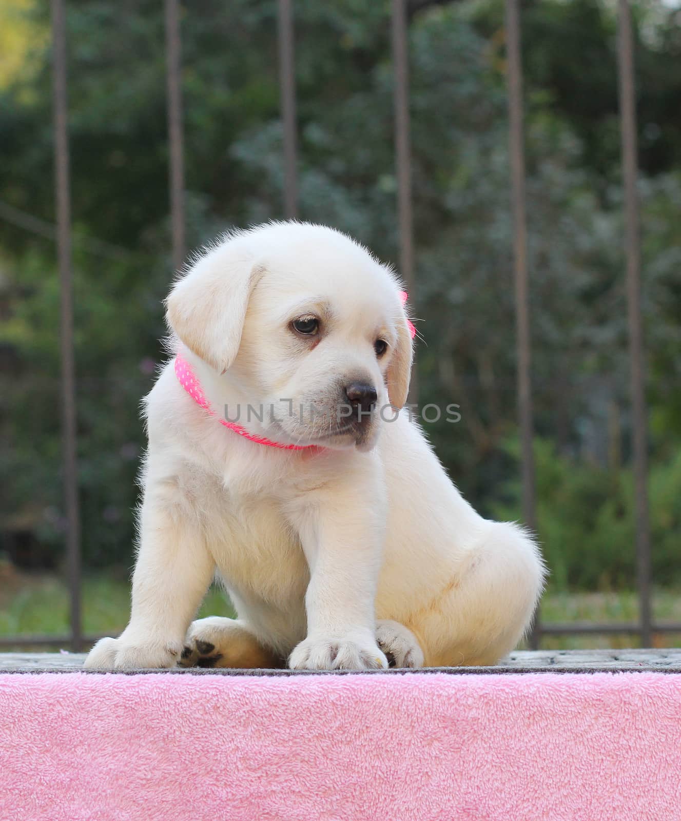 the little yellow labrador puppy sitting on pink background