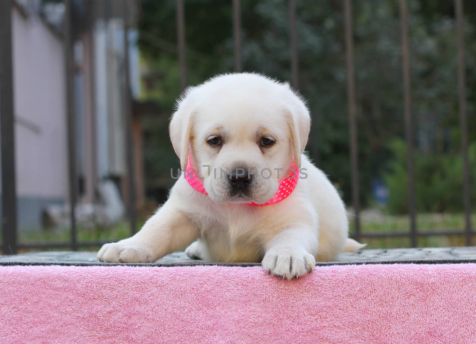 the little yellow cute labrador puppy sitting on pink background