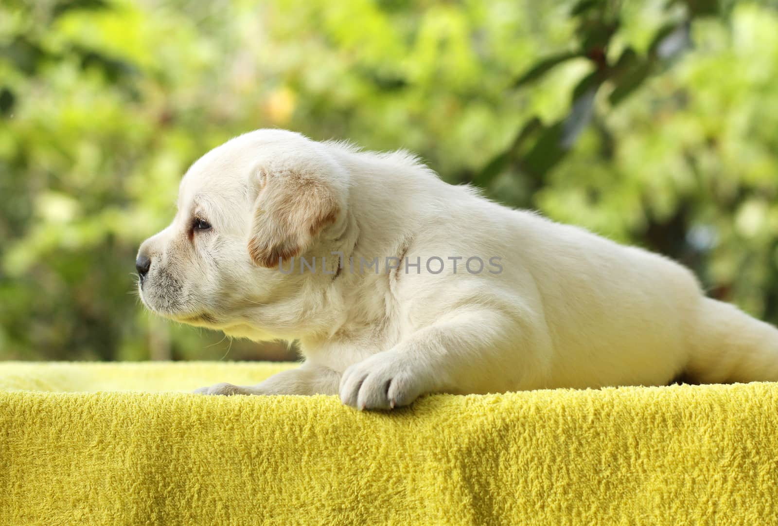 little yellow labrador puppy laying on a yellow background