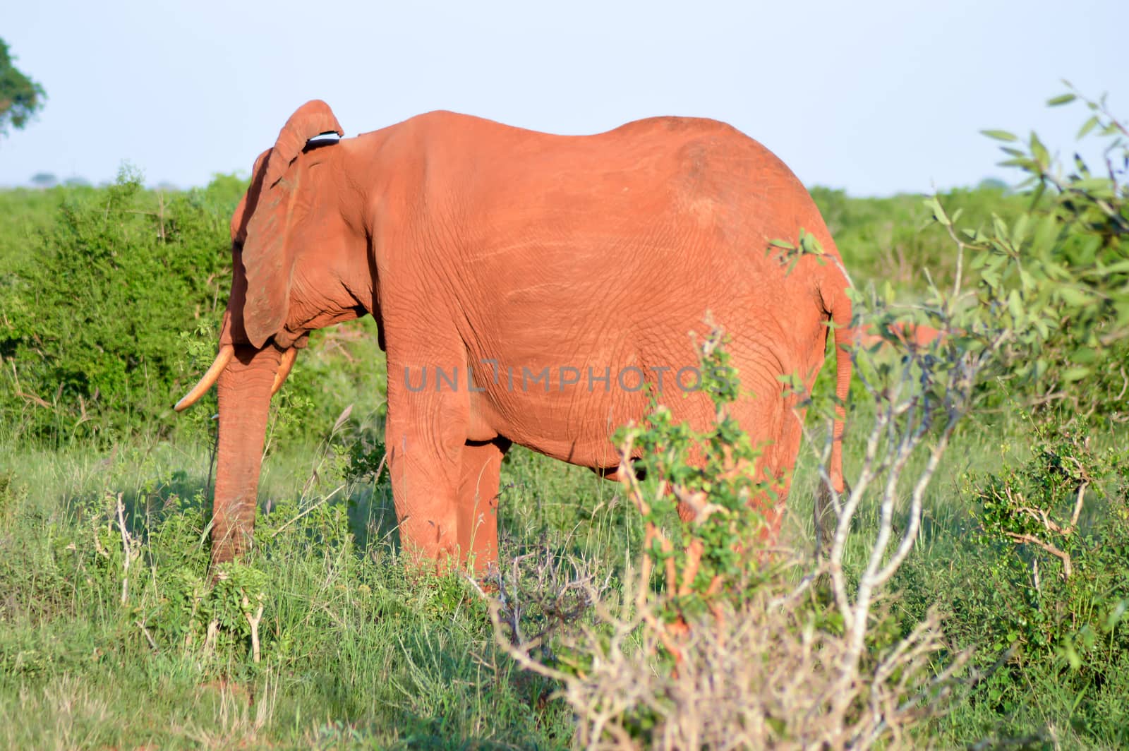 Red Elephant isolated in the savannah of Tsavo East park in Kenya