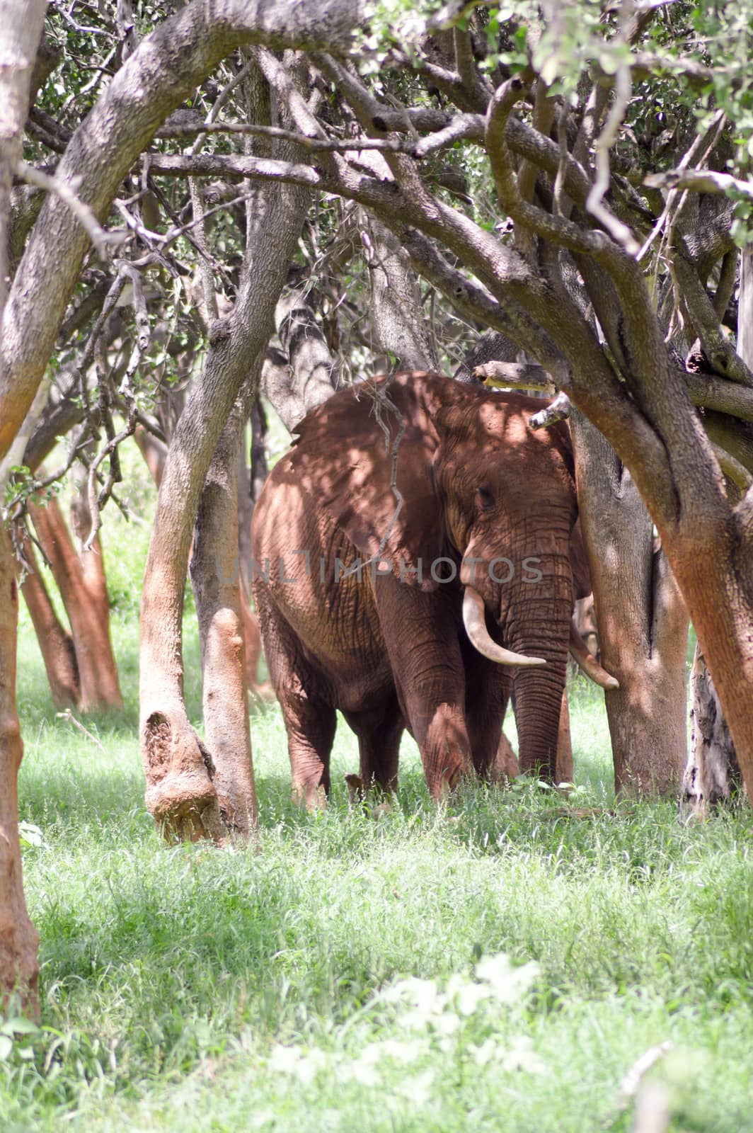 Red Elephant isolated in the savannah of Tsavo East park in Kenya