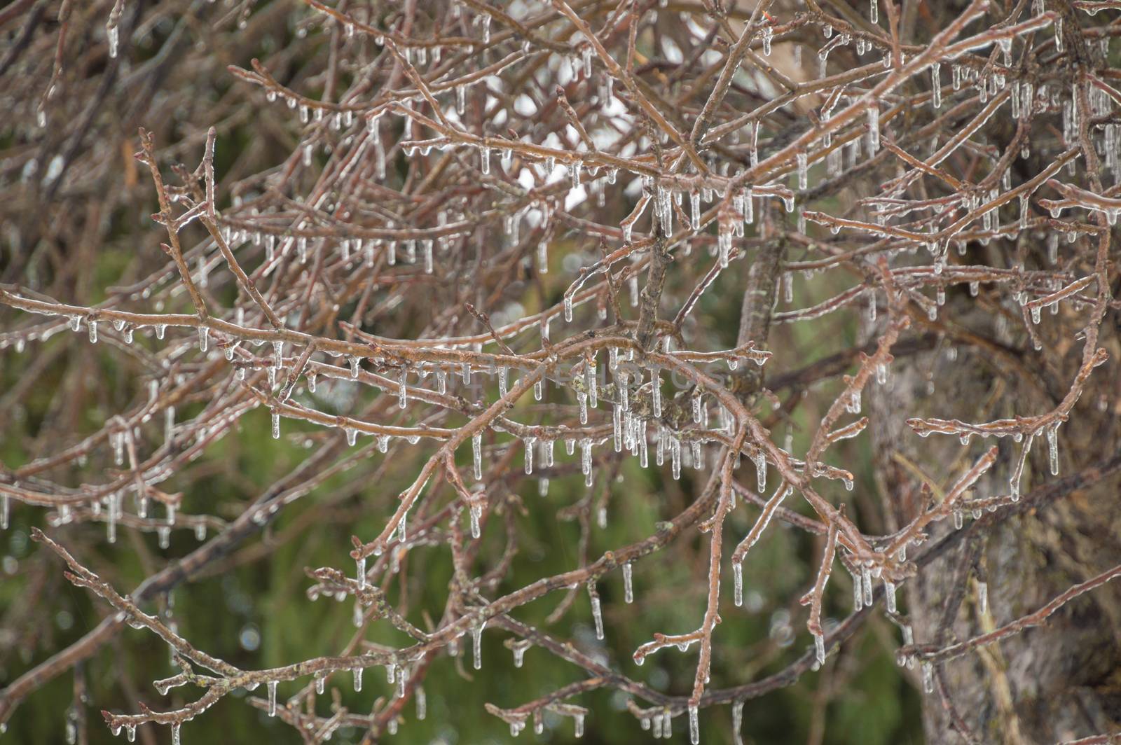 Tree branches hanging with icicles hanging after a freezing rain ice storm. Green background