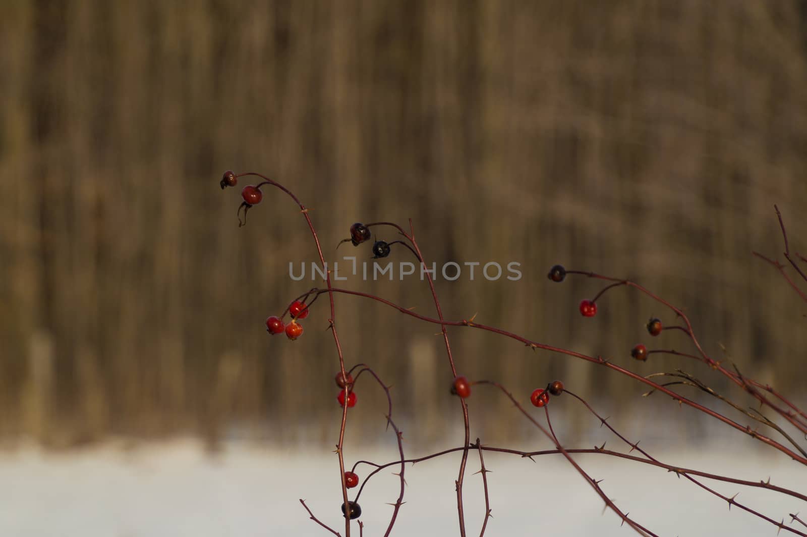 Briliant sunlit rose hips with snow and trees background