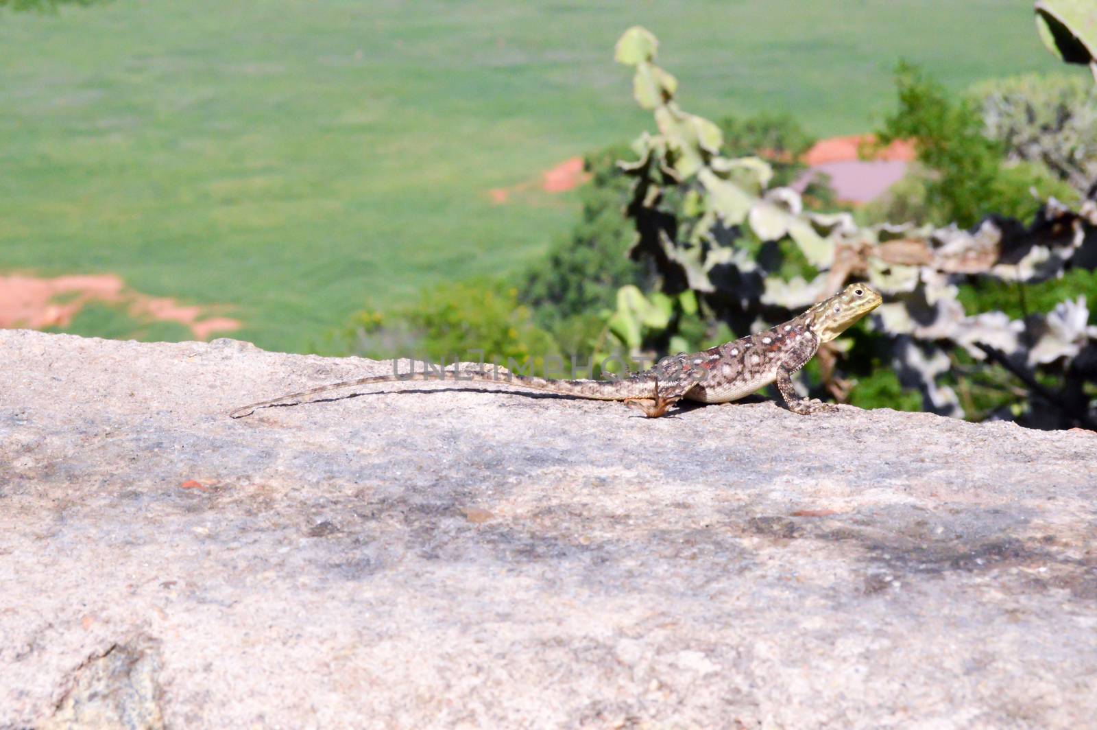 Lizard posing on a wall at the top of the savannah of Tsavo East in Kenya