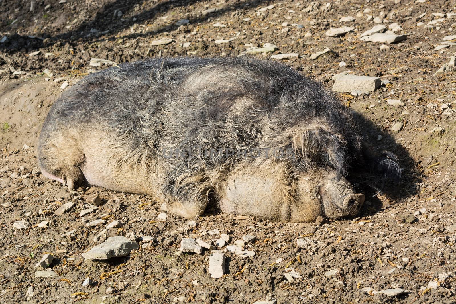 European wild boar in the mud in the warm summer sun lying.