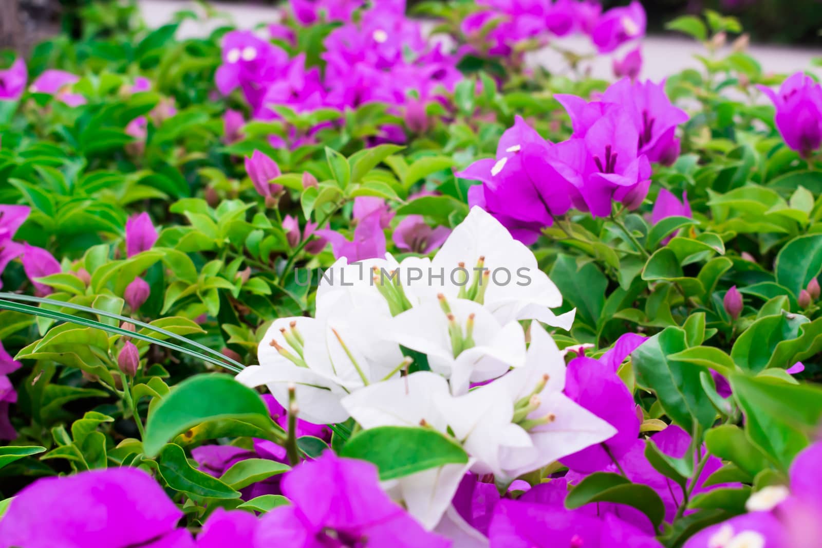 White and purple bougainvillea in the garden. by Trip1618