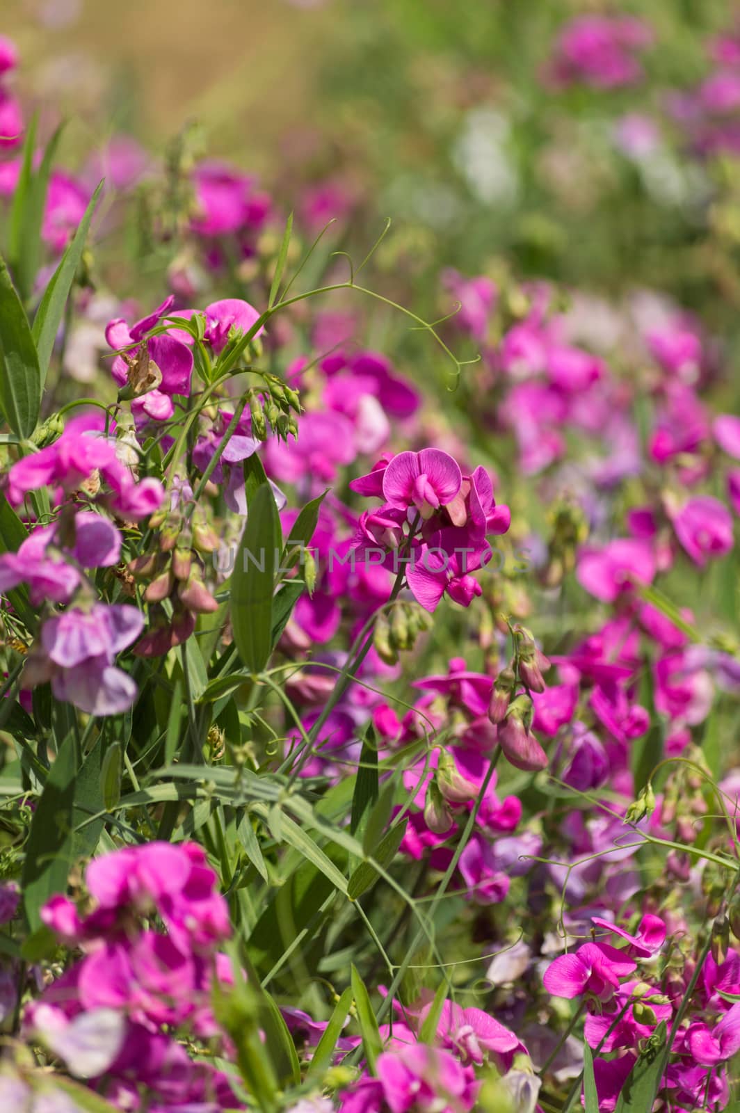Bright pink wild vetch flowers in the summer sunshine