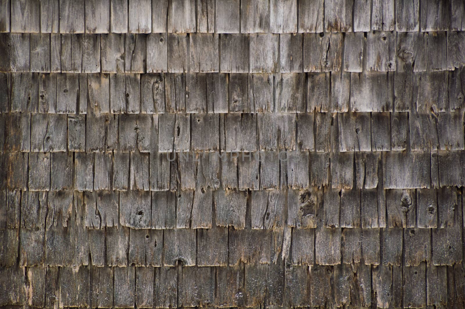 A whole wall of very weathered cedar shakes on the side of an old outbuilding