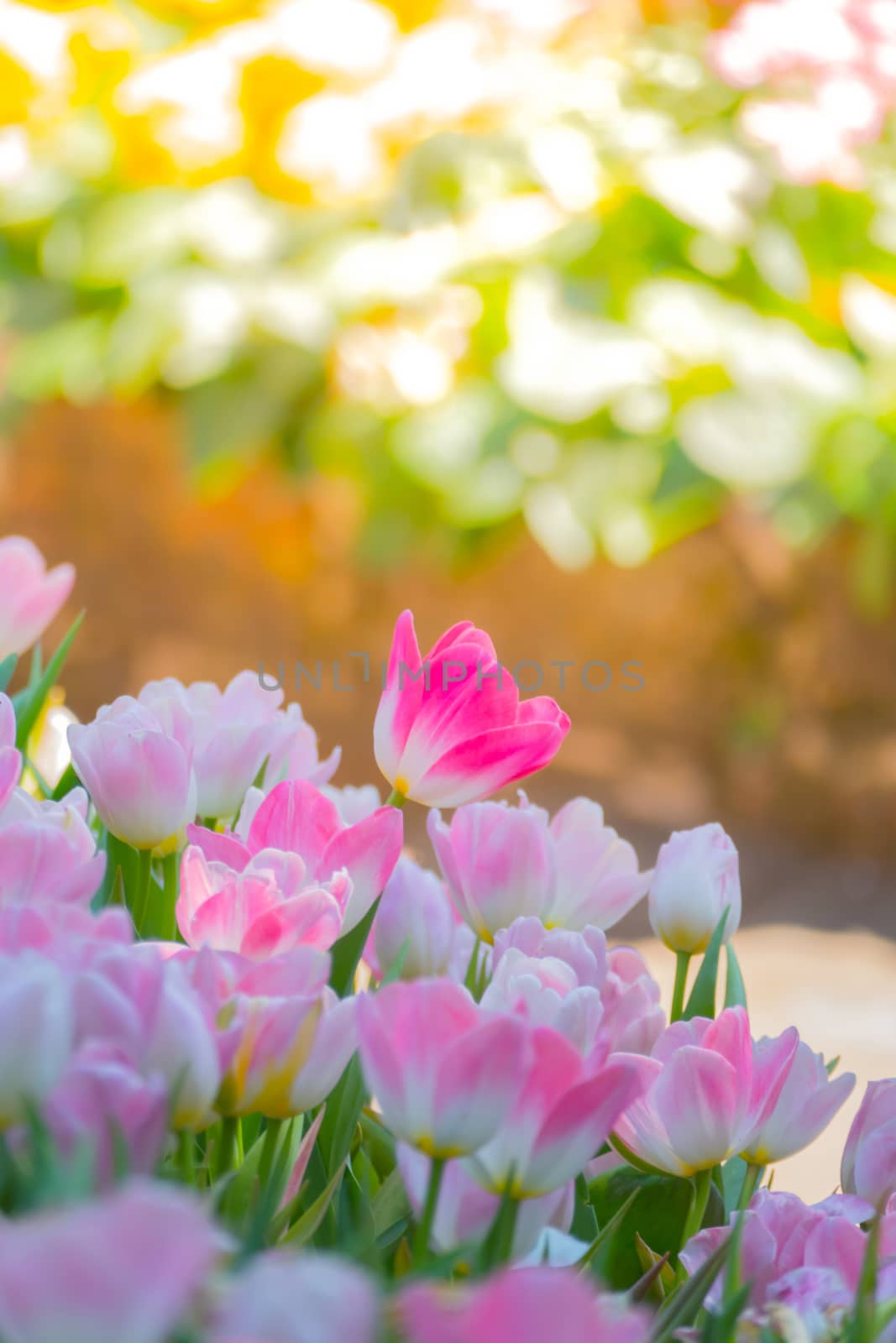 Tulip. Beautiful bouquet of tulips. colorful tulips. tulips in spring,colourful tulip